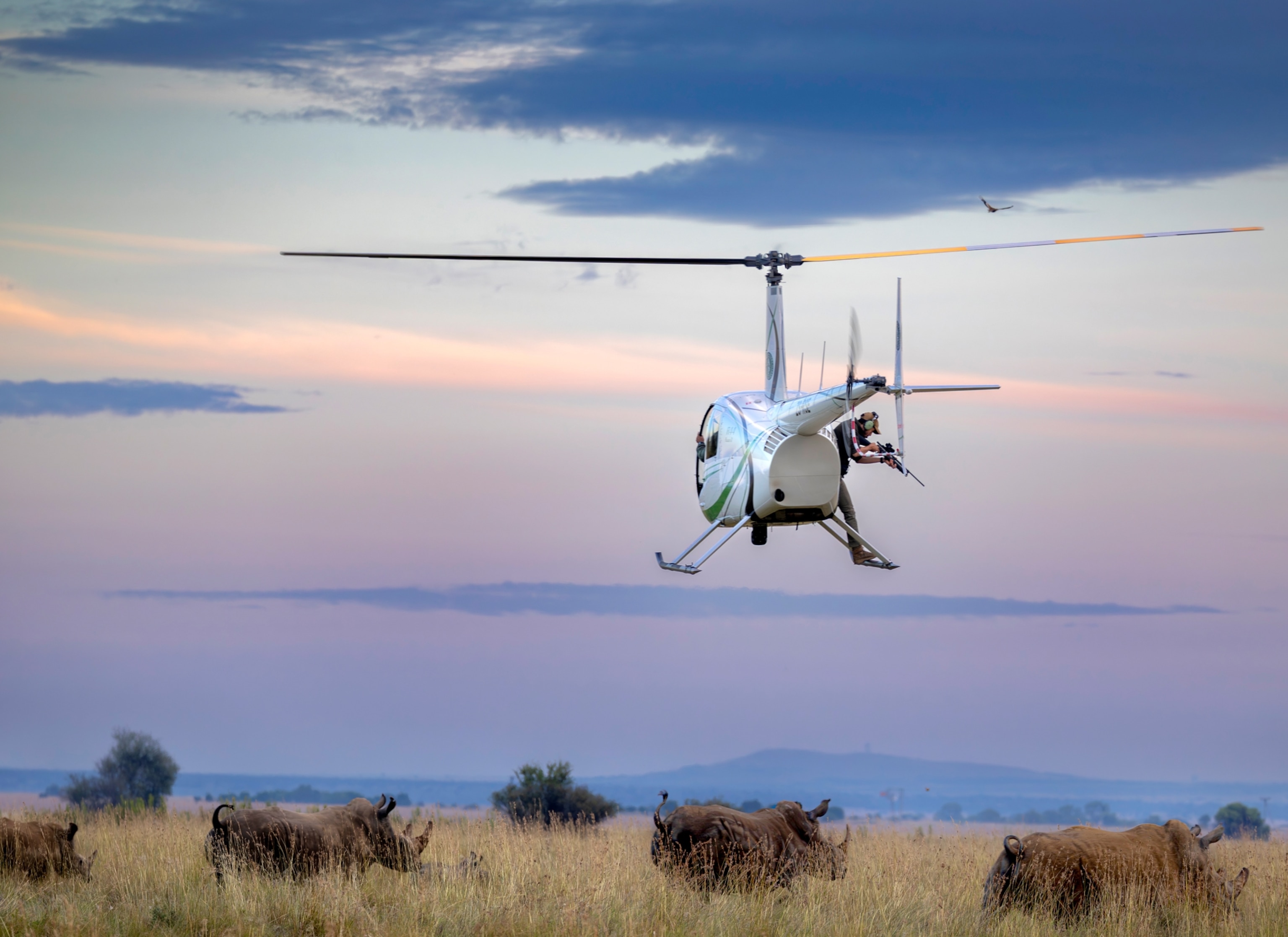 A helicopter flies above a grass field with numerous rhinos walking around. In the helicopter, a man sits outside the door with a tranquilizer gun, pointing it at the rhinos on the ground.