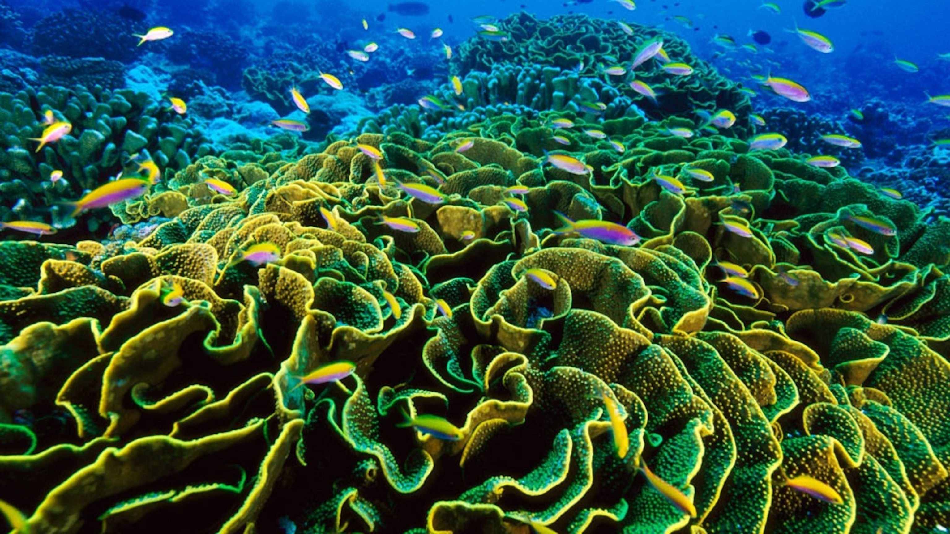 Phoenix Islands