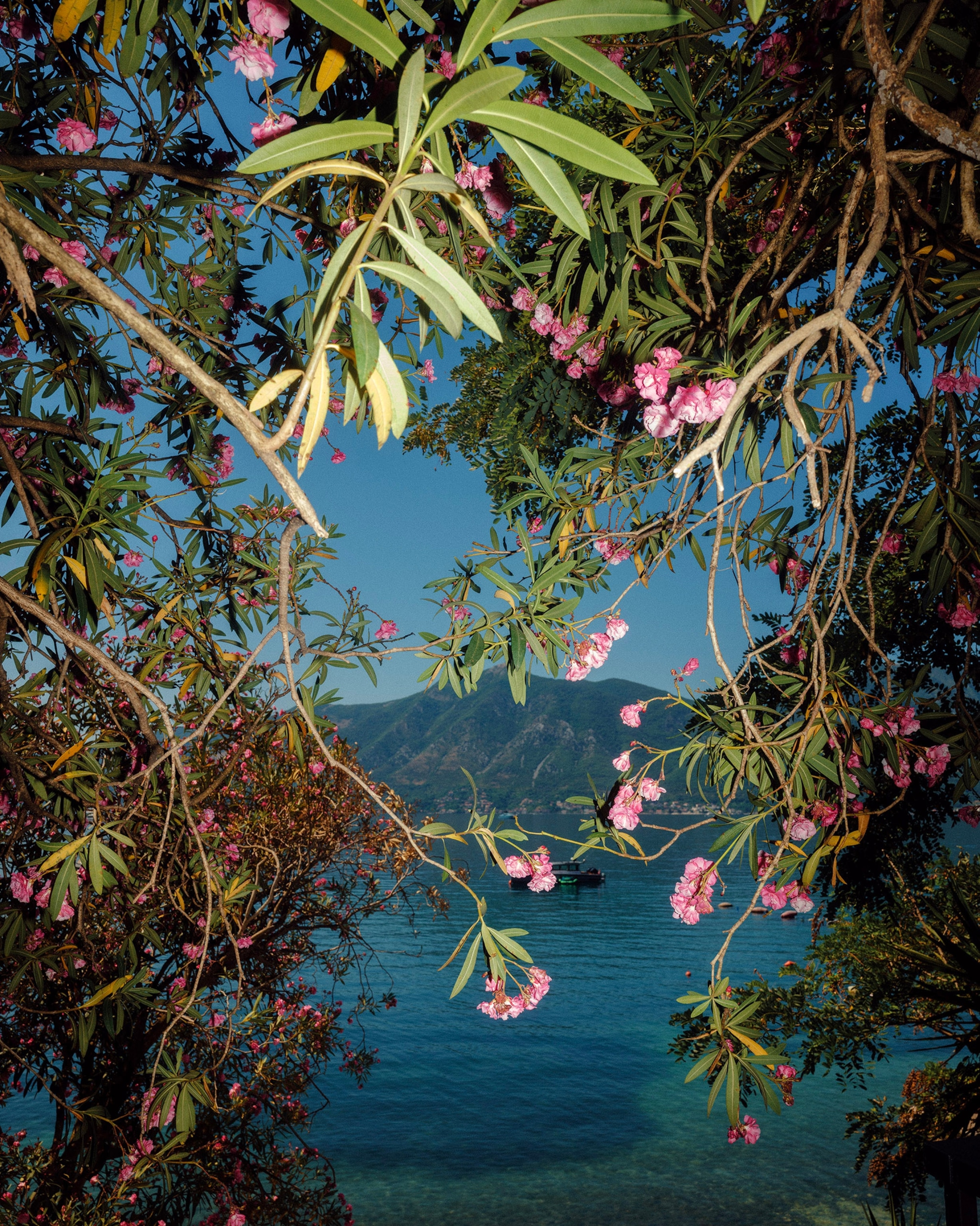 A tree with pink flowers opens up to a view of a mountain.