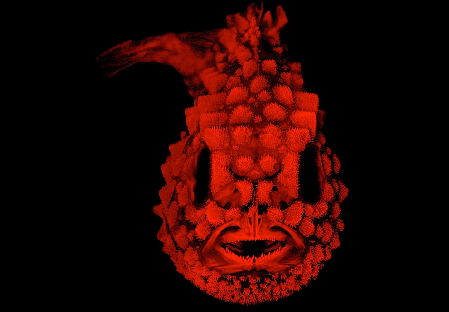 Eumicrotremus_orbis_Smith_ASIH.jpg?w=144