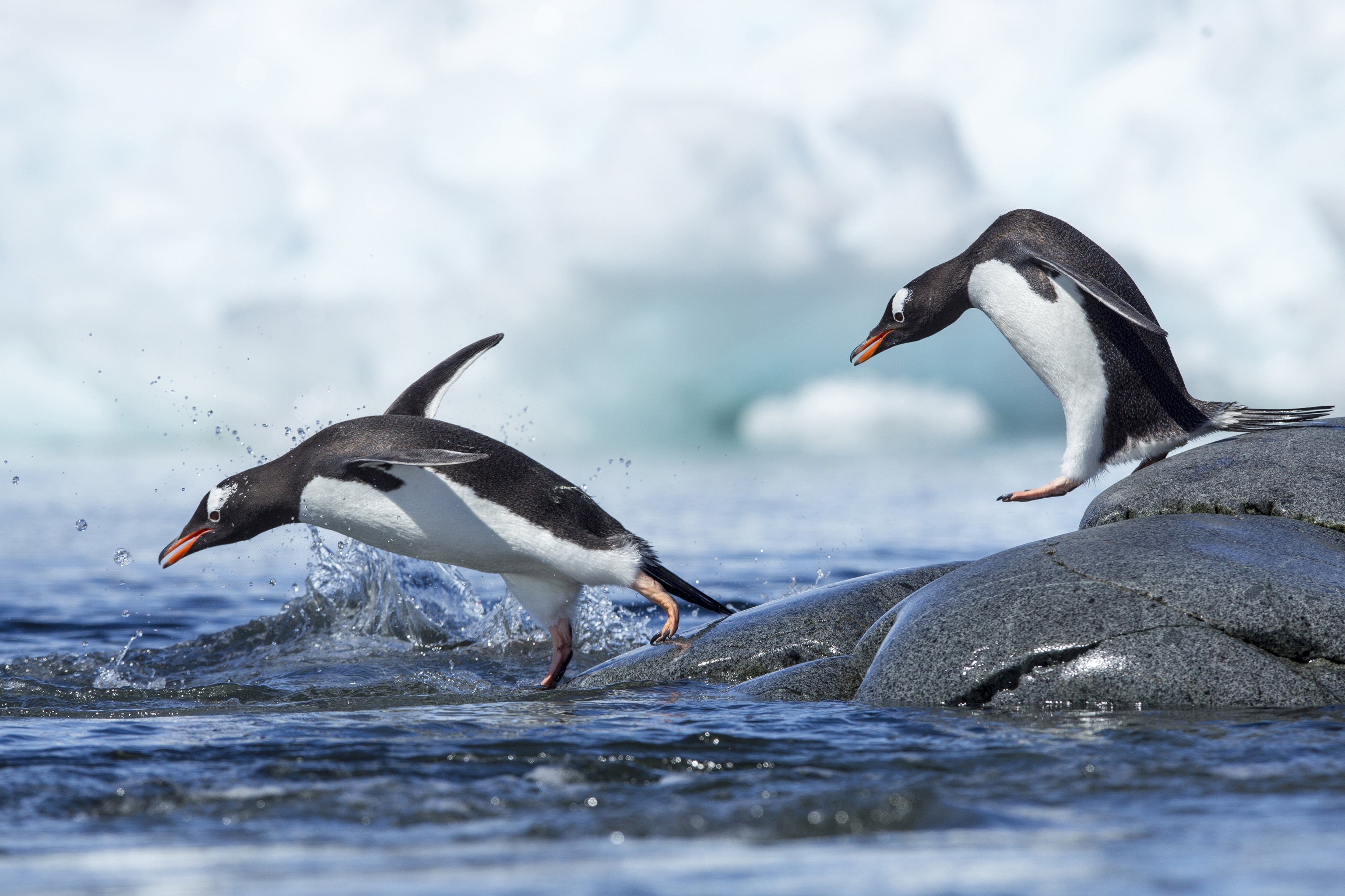 gentoo penguins leaping into the ocean from rocky shoreline, Petermann Island, Antarctica