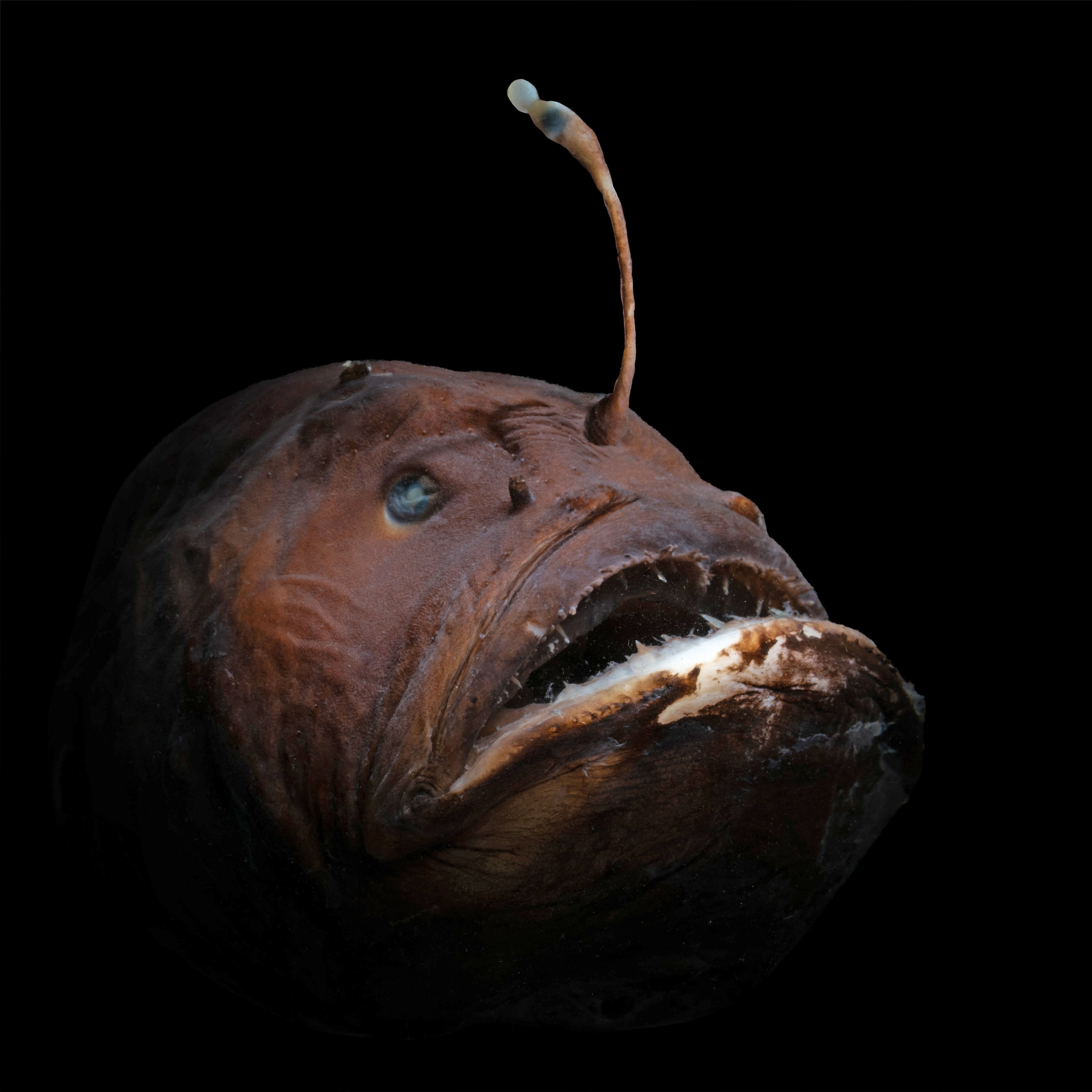 Double Anglerfish