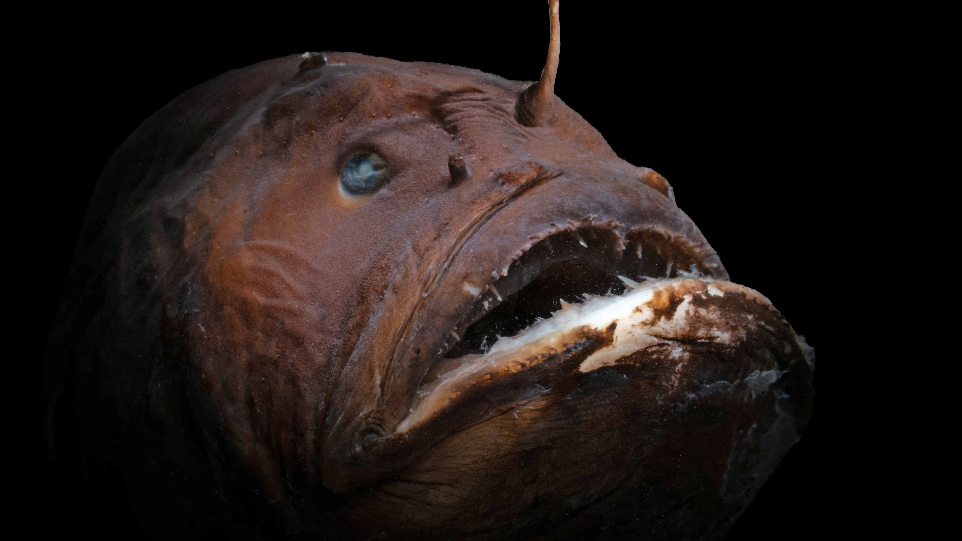 Inside the extremely bizarre sex lives of anglerfish