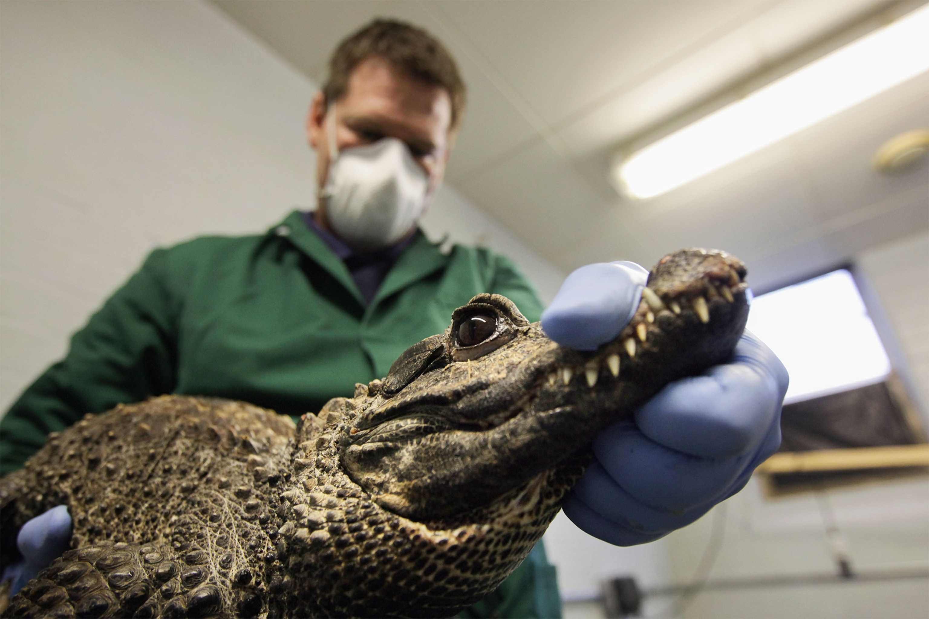 a man holding a crocodile at an airport