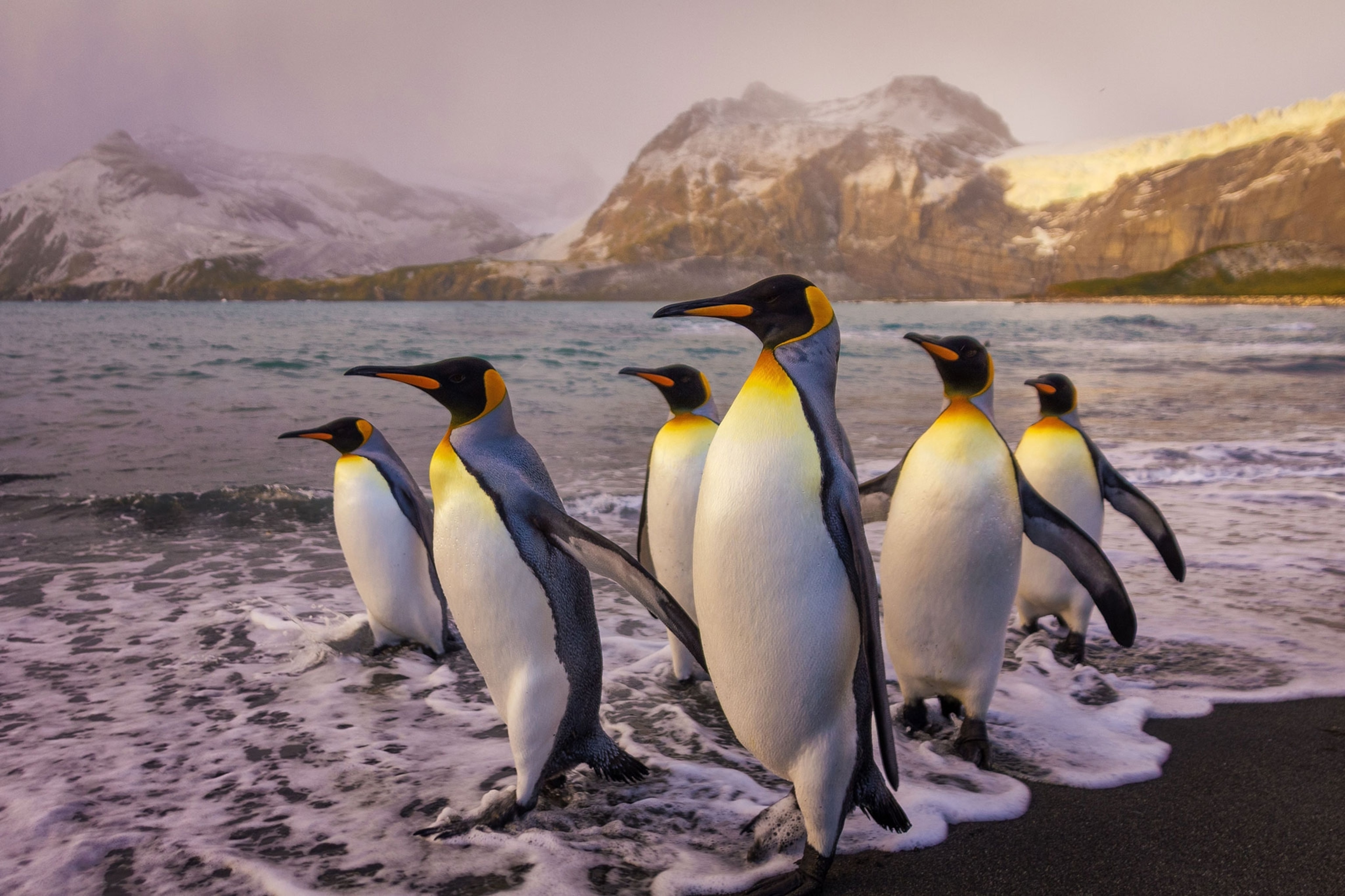 king penguins