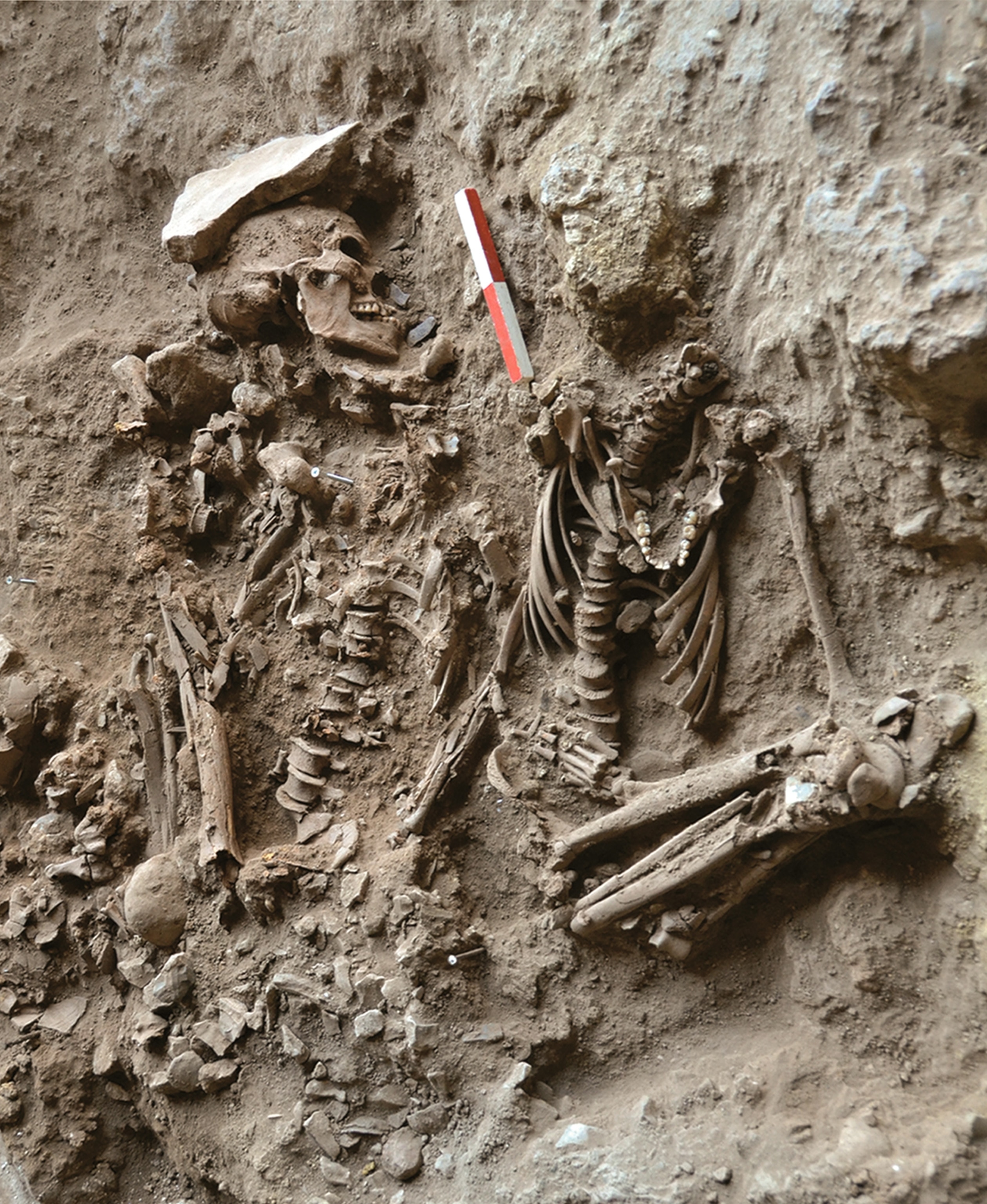 Skeletons in a burial.
