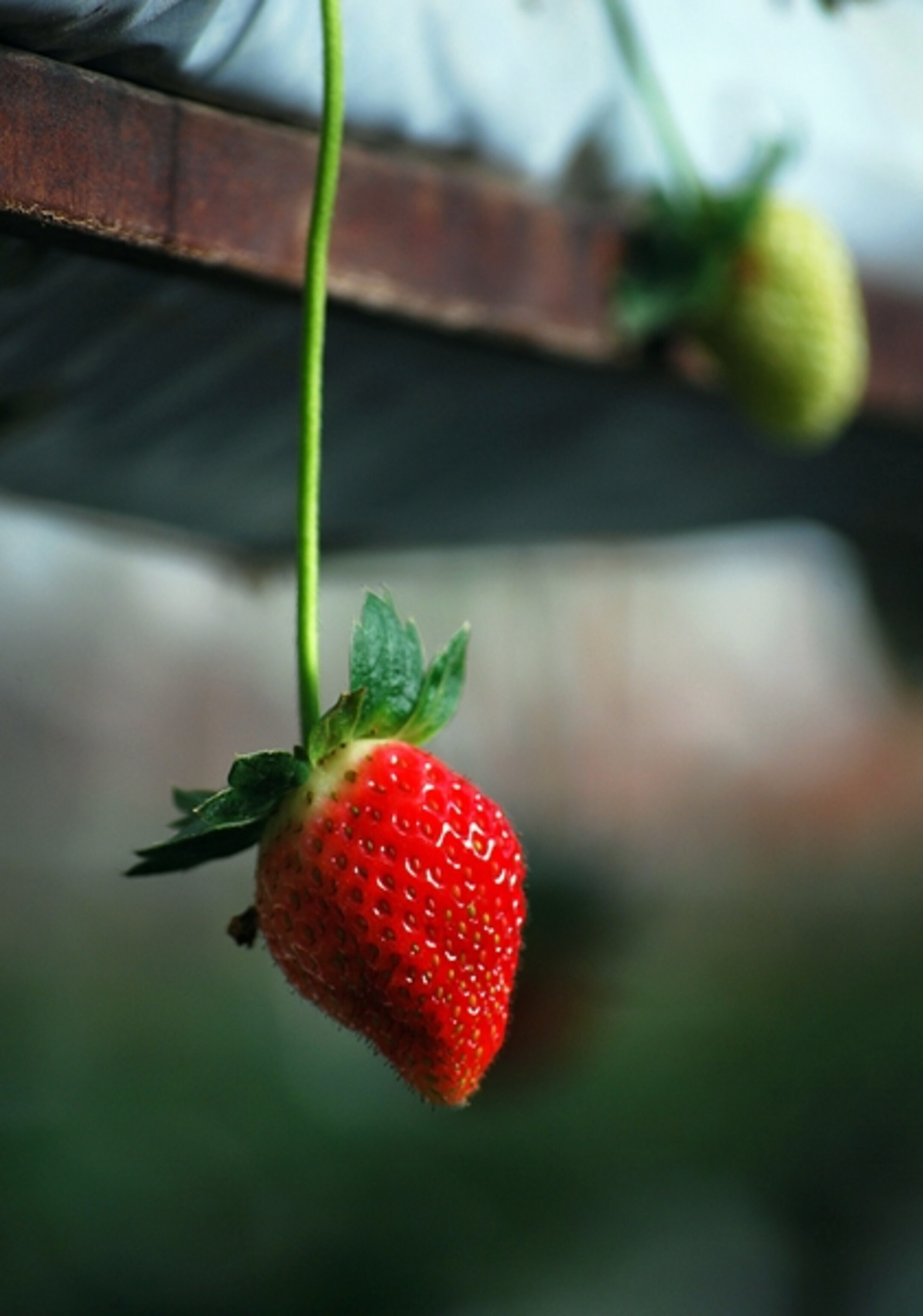 Strawberry farm at Cameron Highland, Malaysia