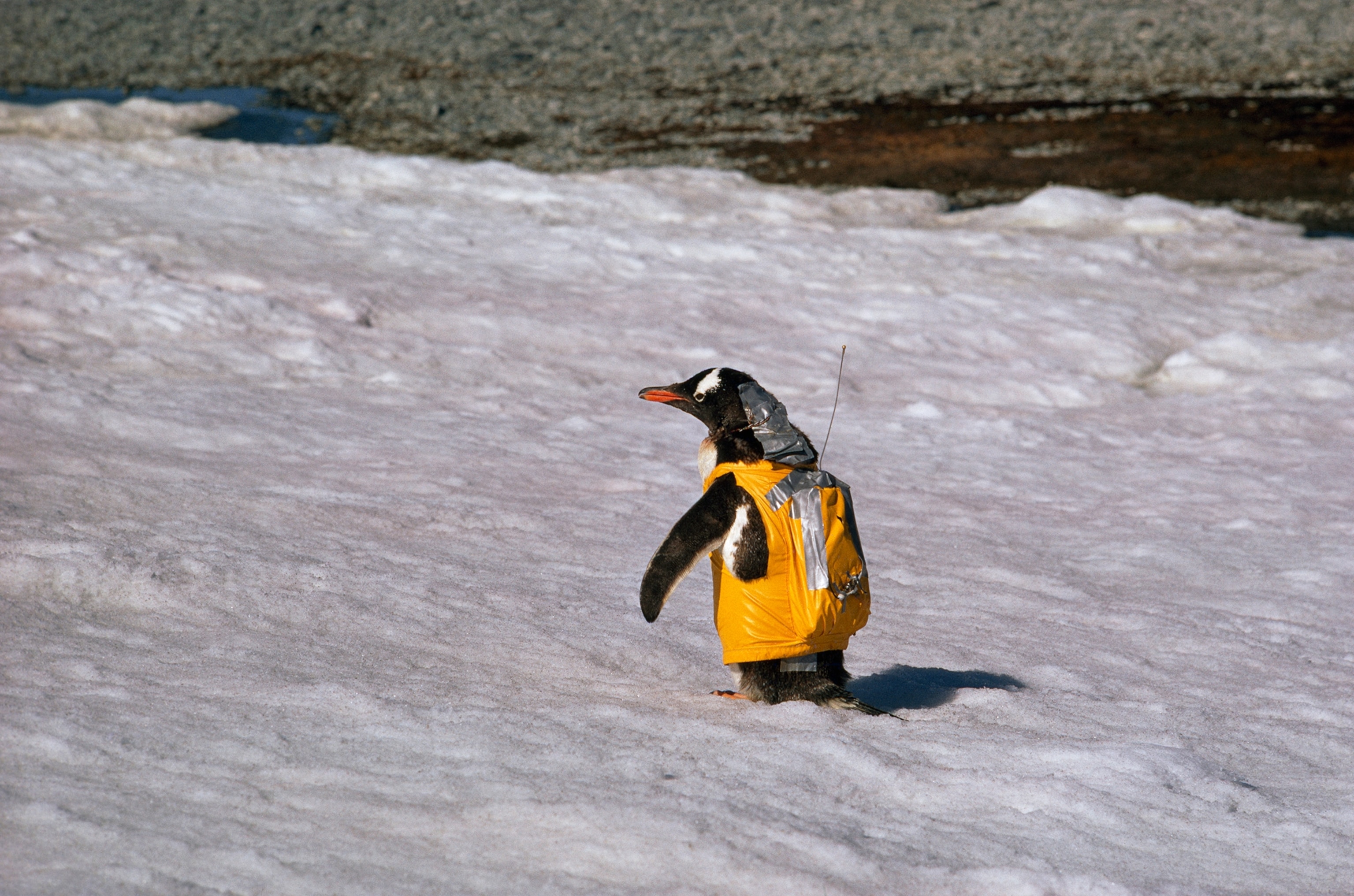 Waddling through the snows of a continent reserved for research, a gentoo penguin wears a radio backpack that provides monitoring biologists with data on blood flow and pressure. The neck rig draws blood samples by remote control. After a few days in the service of science, the bird will be released in a nearby rookery, unencumbered and unharmed. This project-helping man understand penguin physiology and adaptation to a harsh environment-is part of the multination Antarctic research program that began with the 1957-58 International Geophysical Year.