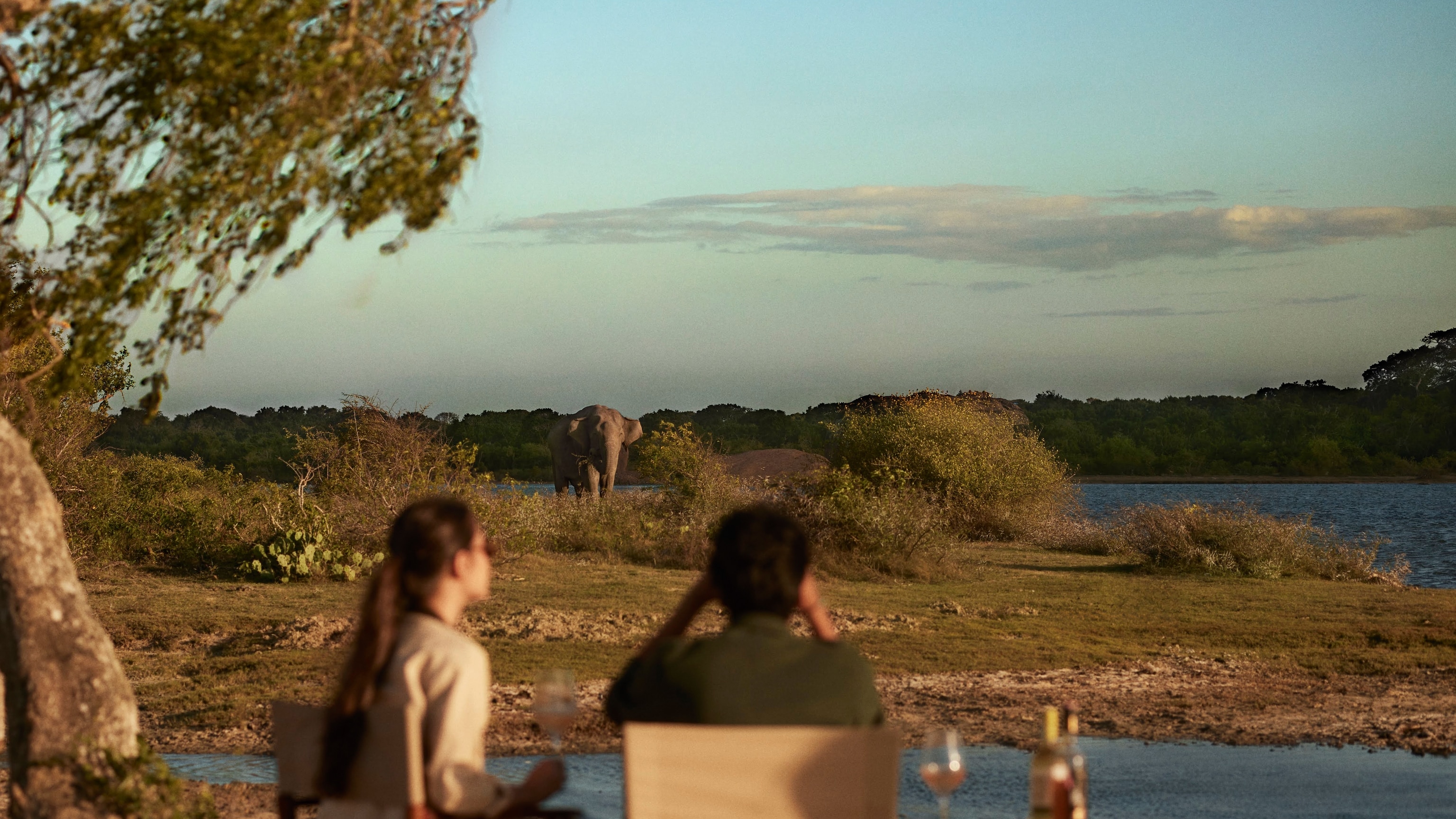 From Big Cats to Small Wonders—Why This Park Is Sri Lanka's Safari Star