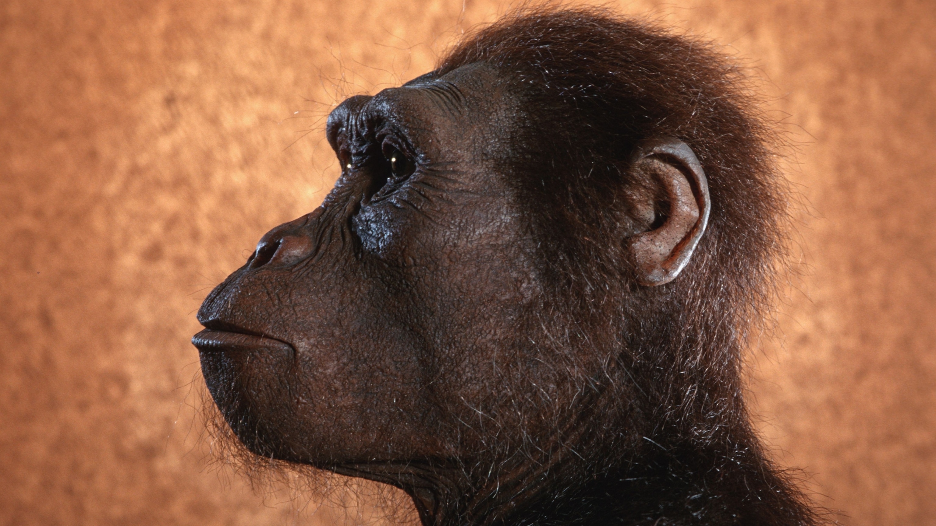 This is why Lucy has been the face of human evolution for the last 50 years