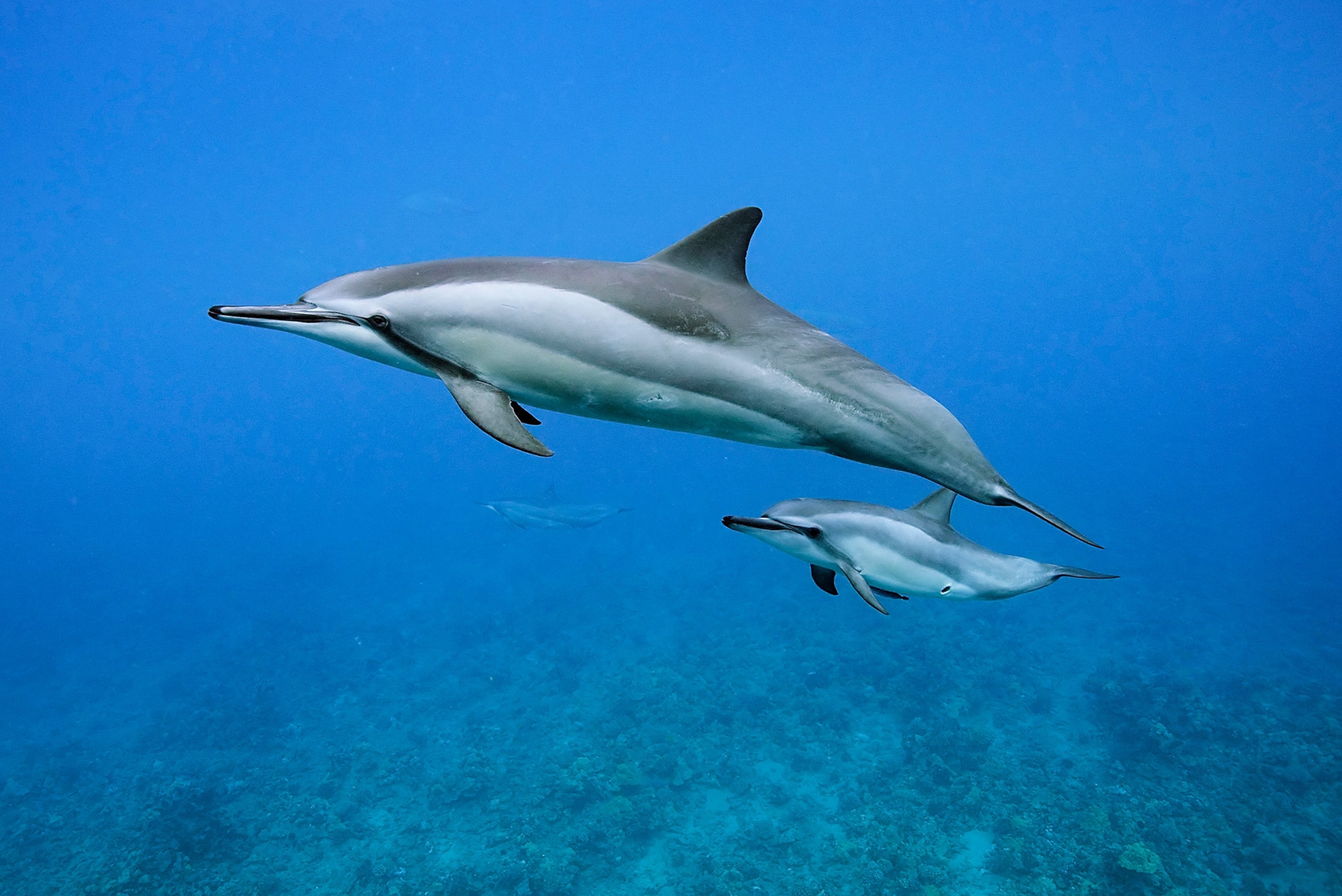 Spinner Dolphin Facts