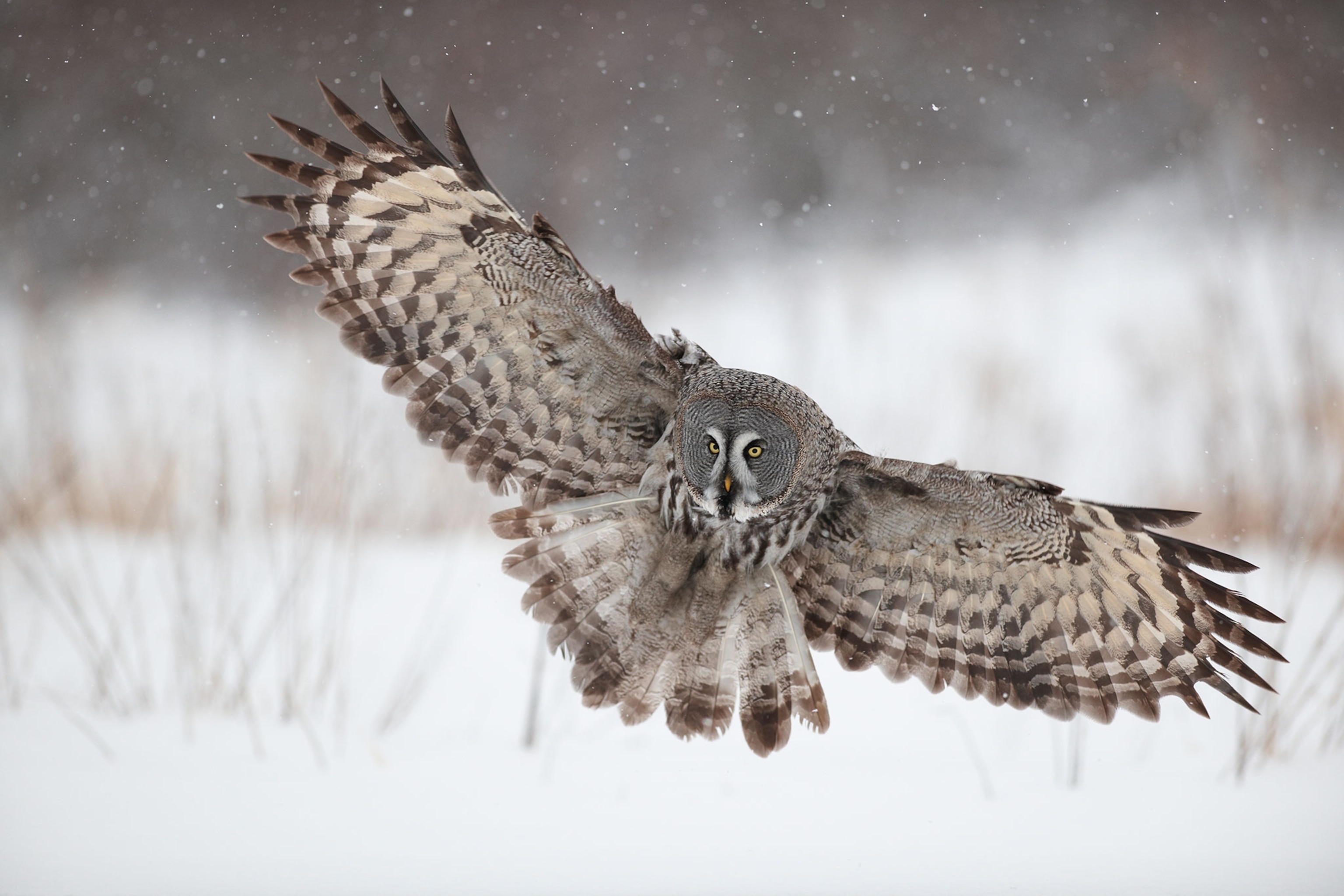 Great Owl in flight over snowy landscape.