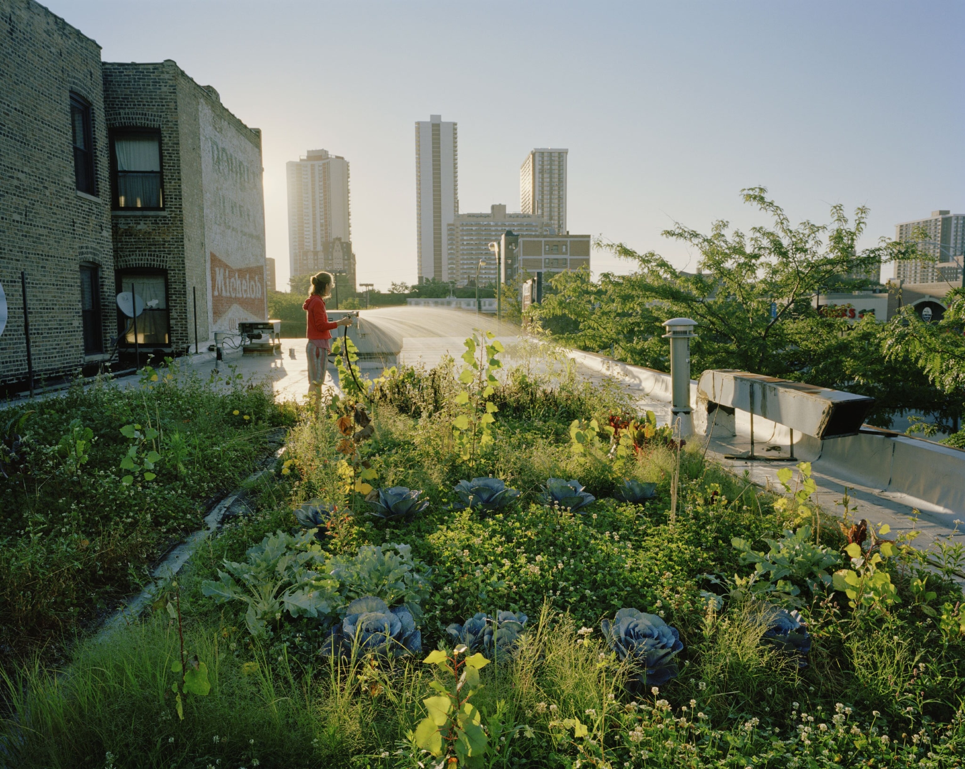 a rooftop garden