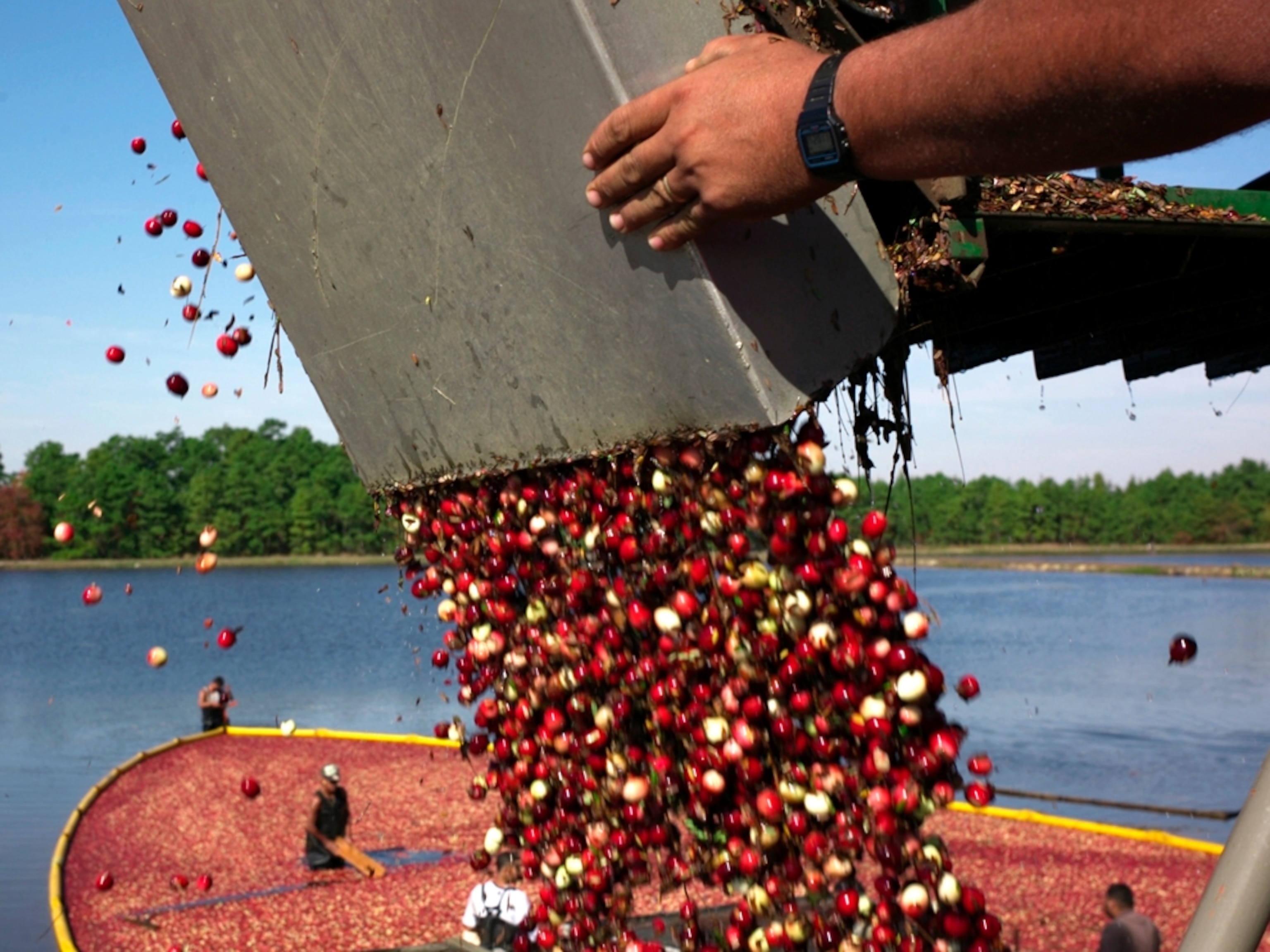 Cranberry harvesting