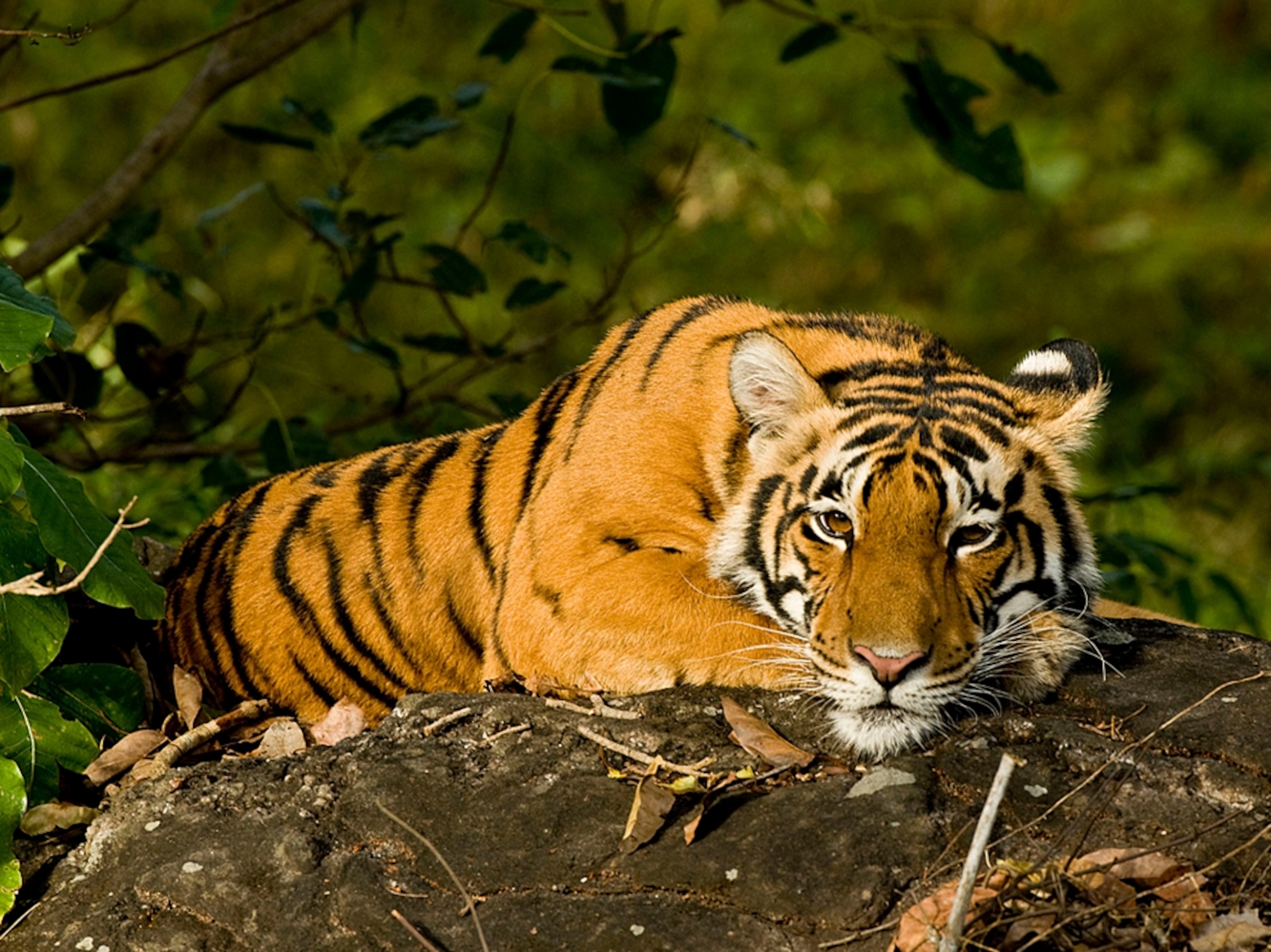 Tiger resting on rocks