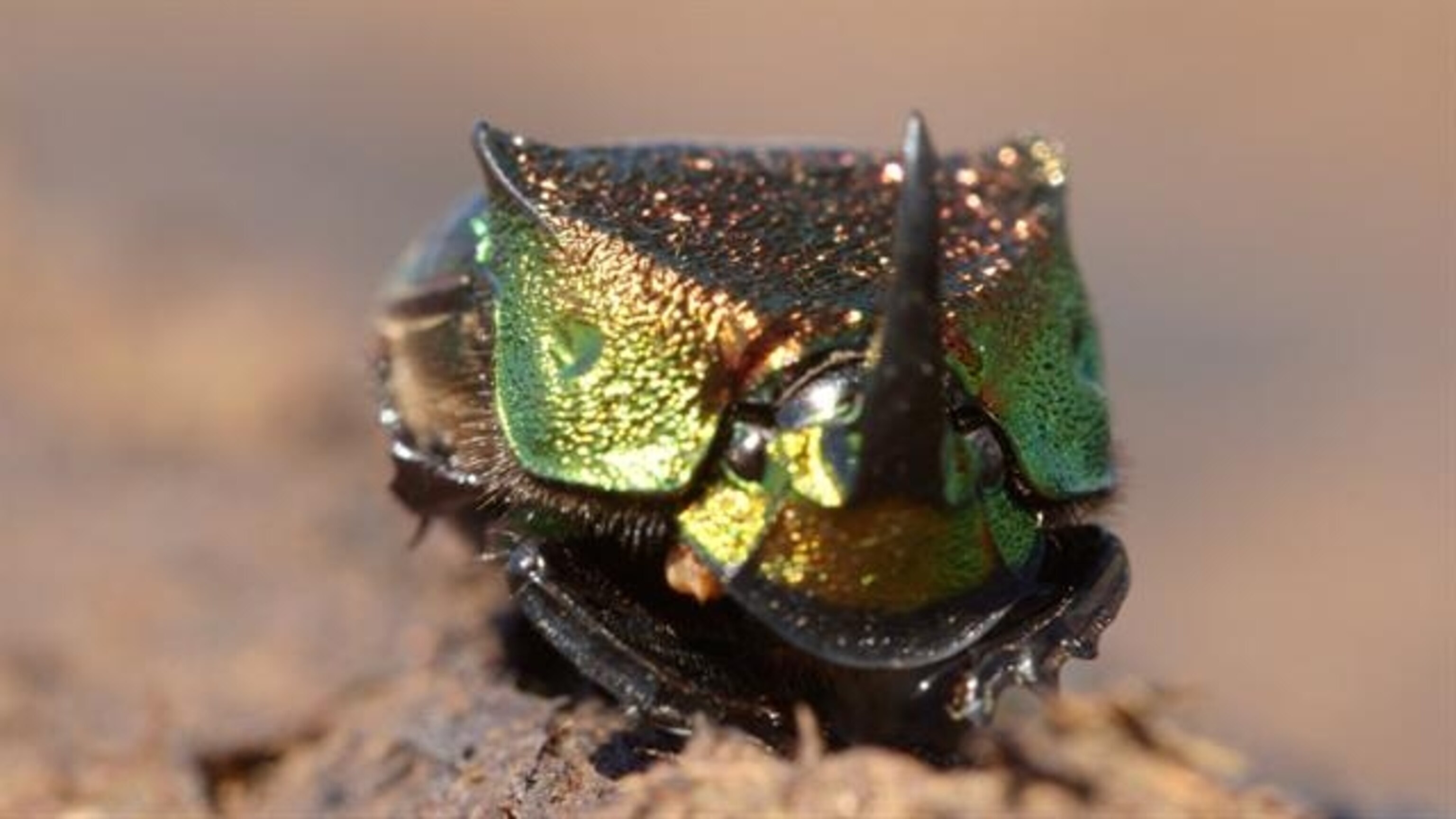 Meet a Beautiful Beetle That Loves to Eat Poop