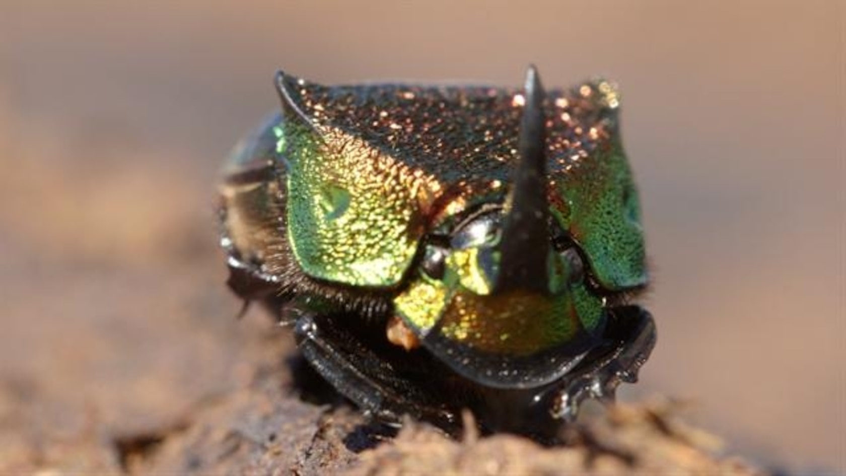 Meet a Beautiful Beetle That Loves to Eat Poop