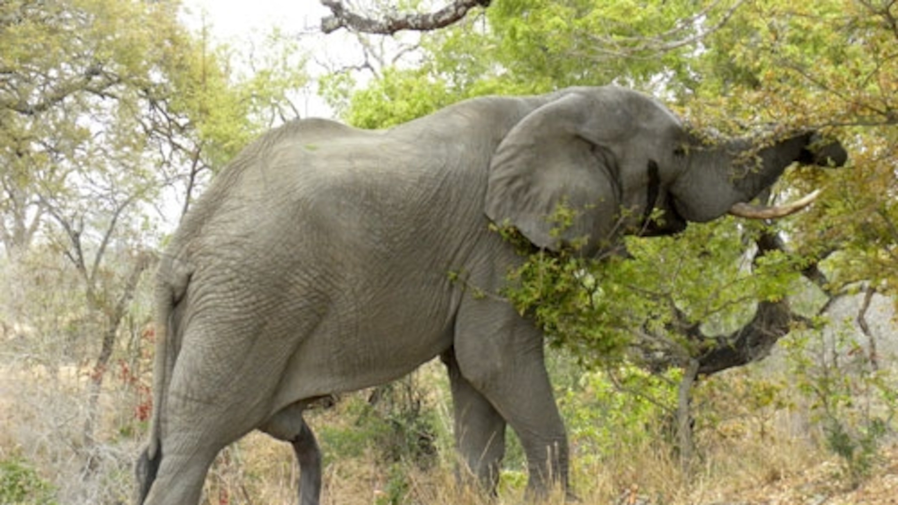 South African wildlife