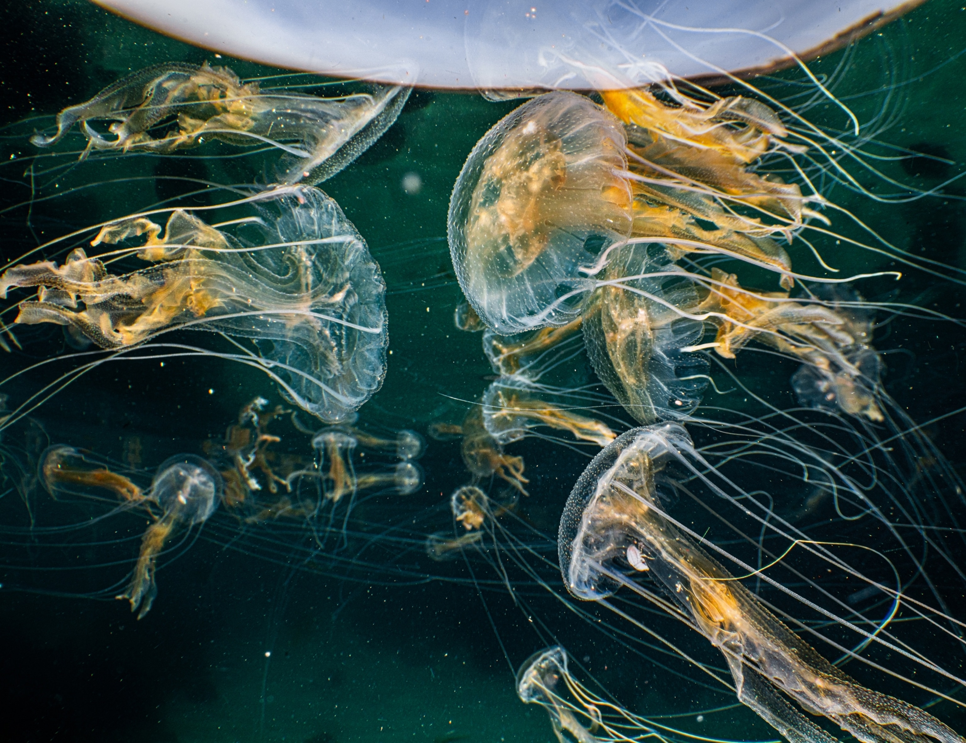Multiple jellyfish swim near the surface of water.