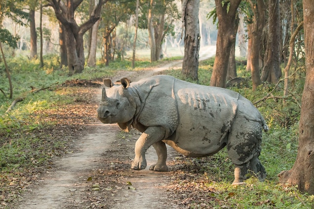 vulnerable species, Indian Rhino