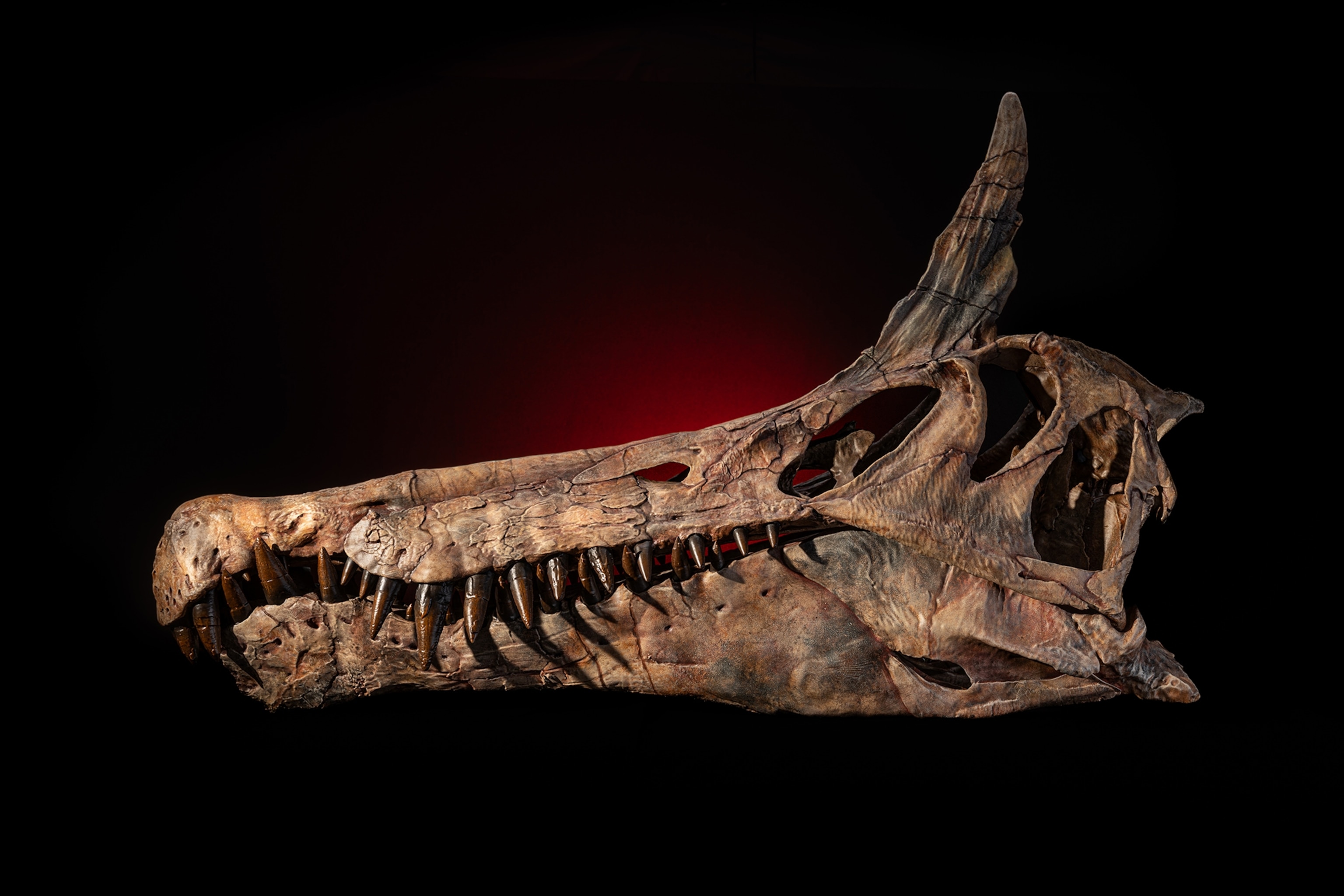 Skull cast of the new scimitar-crested spinosaurid Spinosaurus mirabilis
