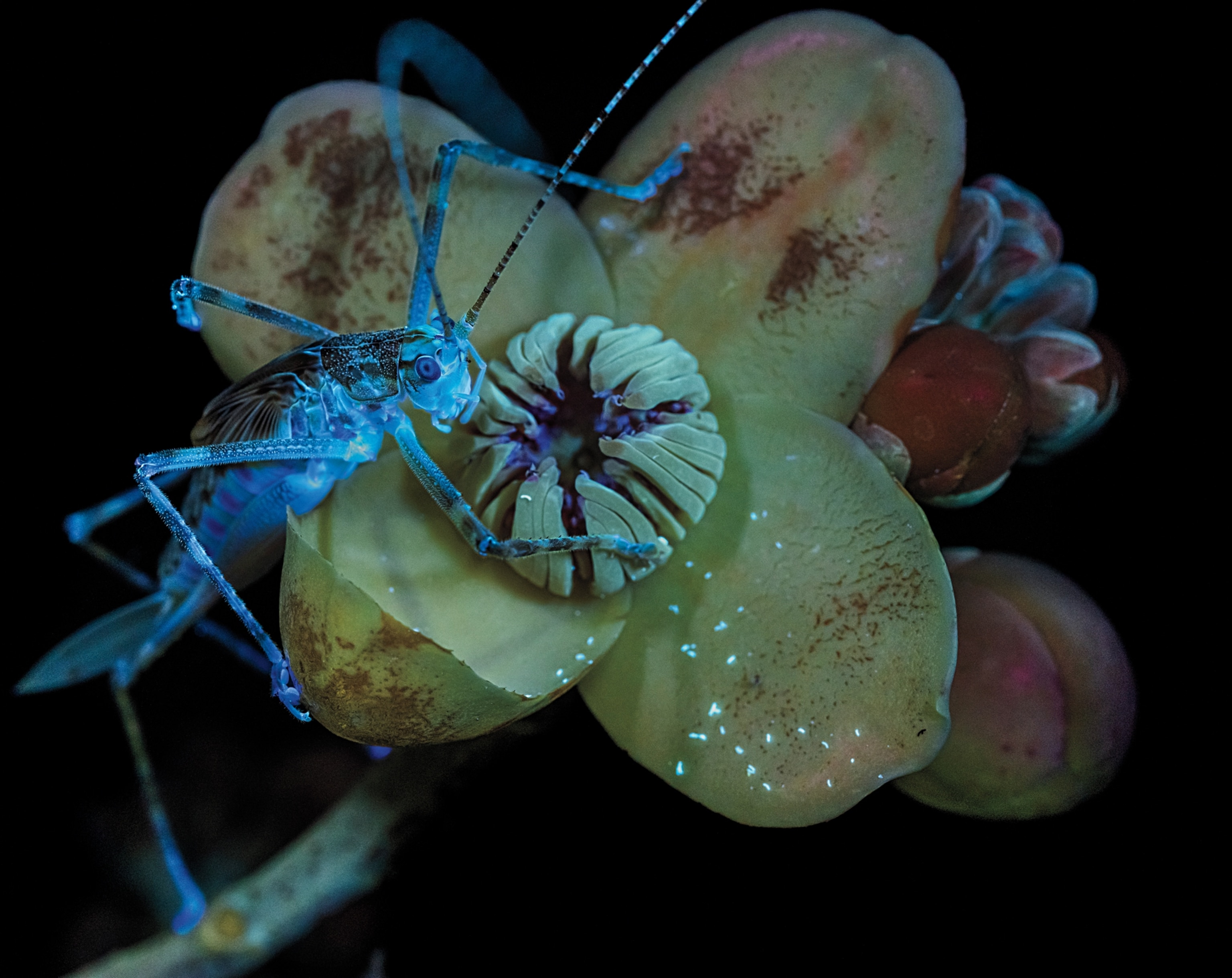 A bright blue katydid is perched on a yellow flower.