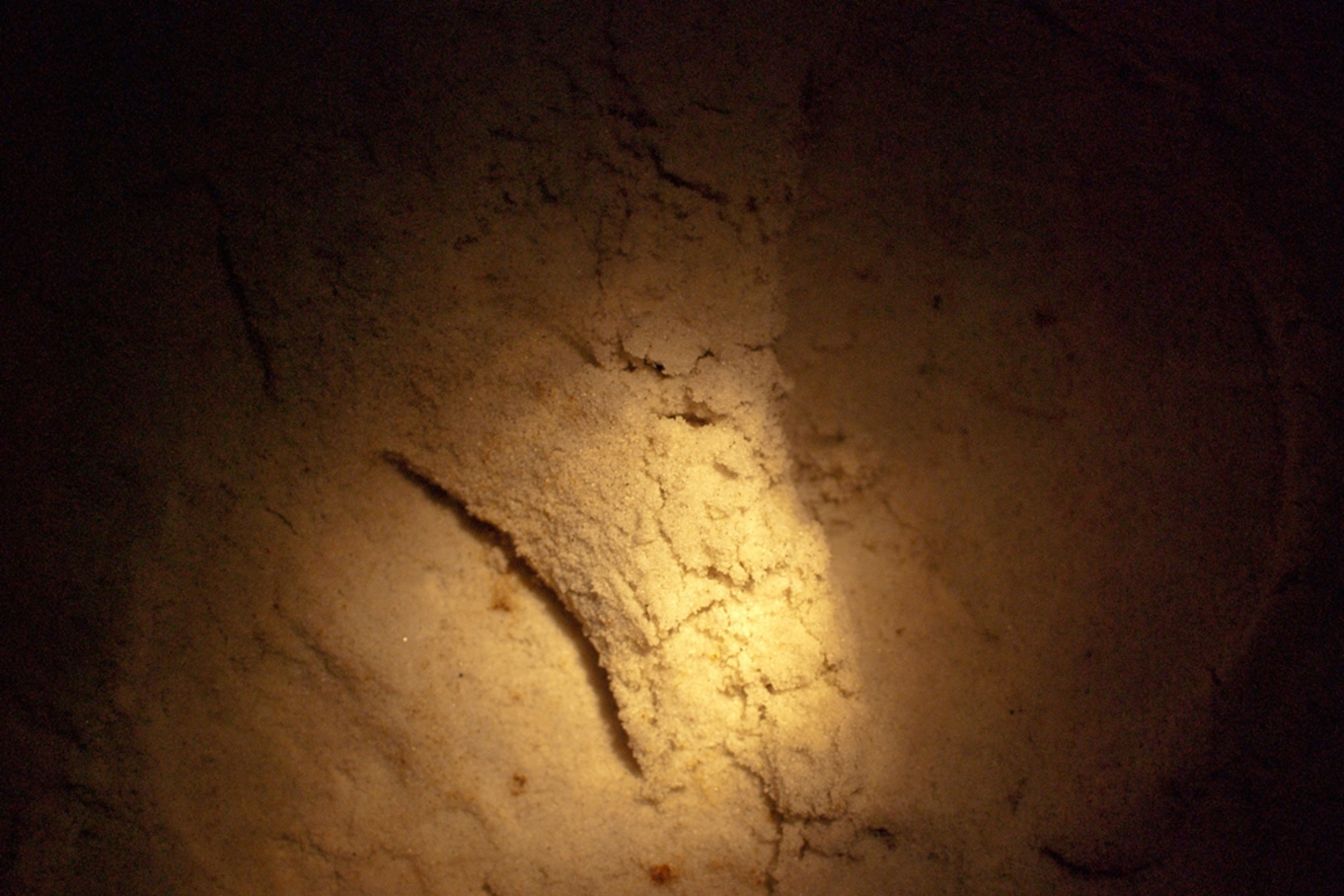 footprints in the sand on a Gulf Coast beach, seen under normal light.