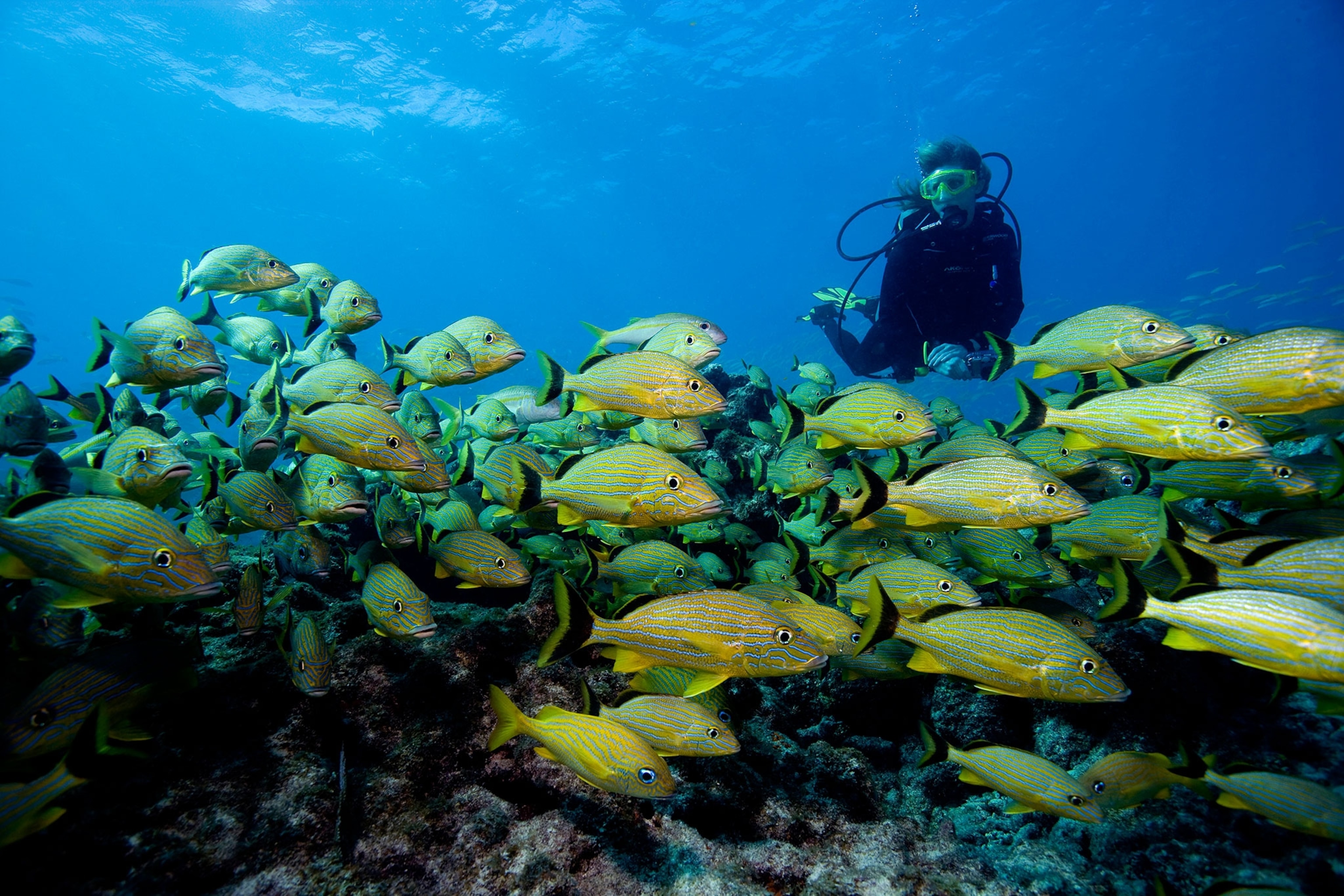 a scuba diver in the Florida Keys National Marine Sanctuary, Key Largo, Florida