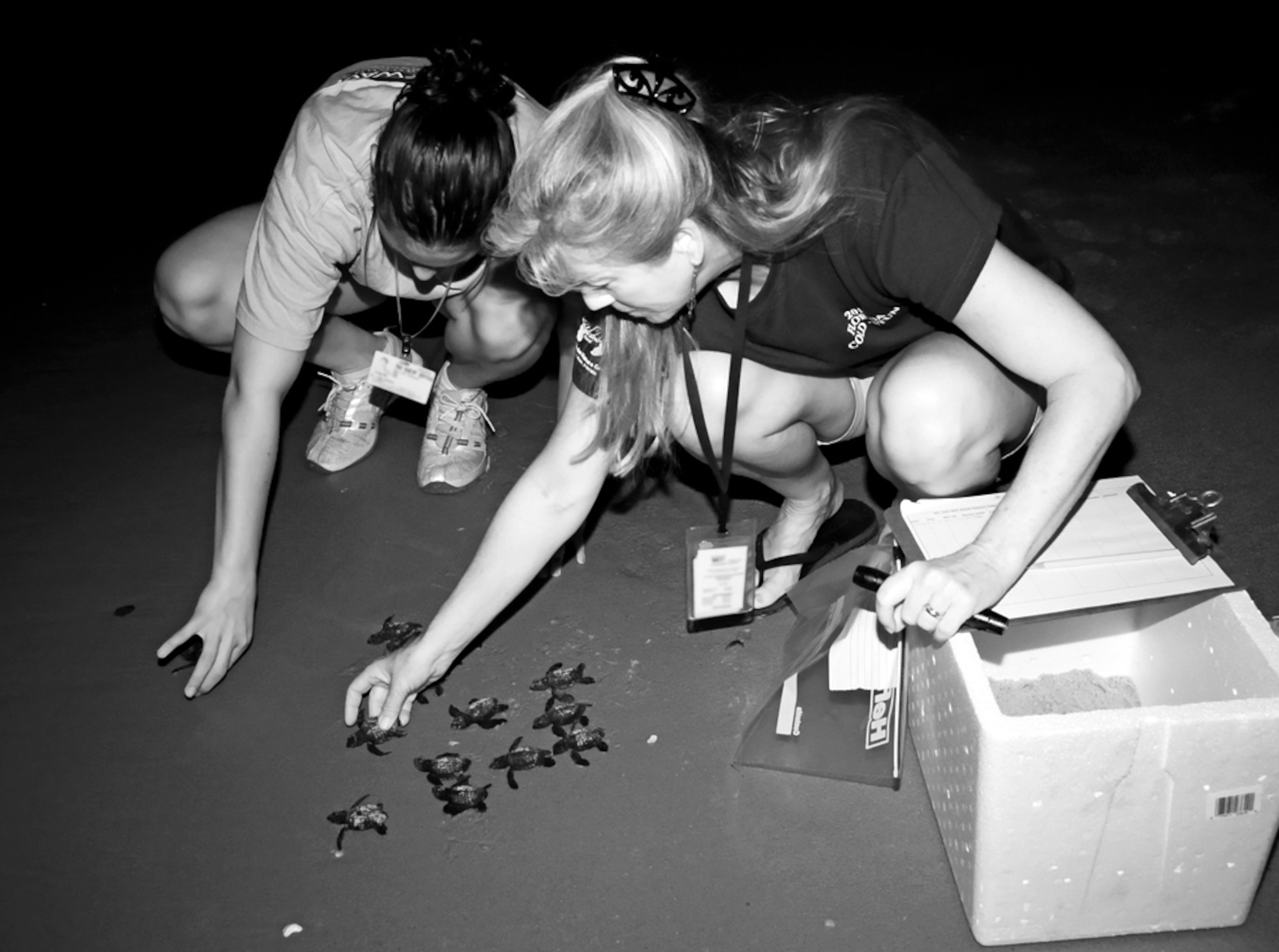 A picture of sea turtle hatchlings being released onto the beaches of Cape Canaveral, Florida