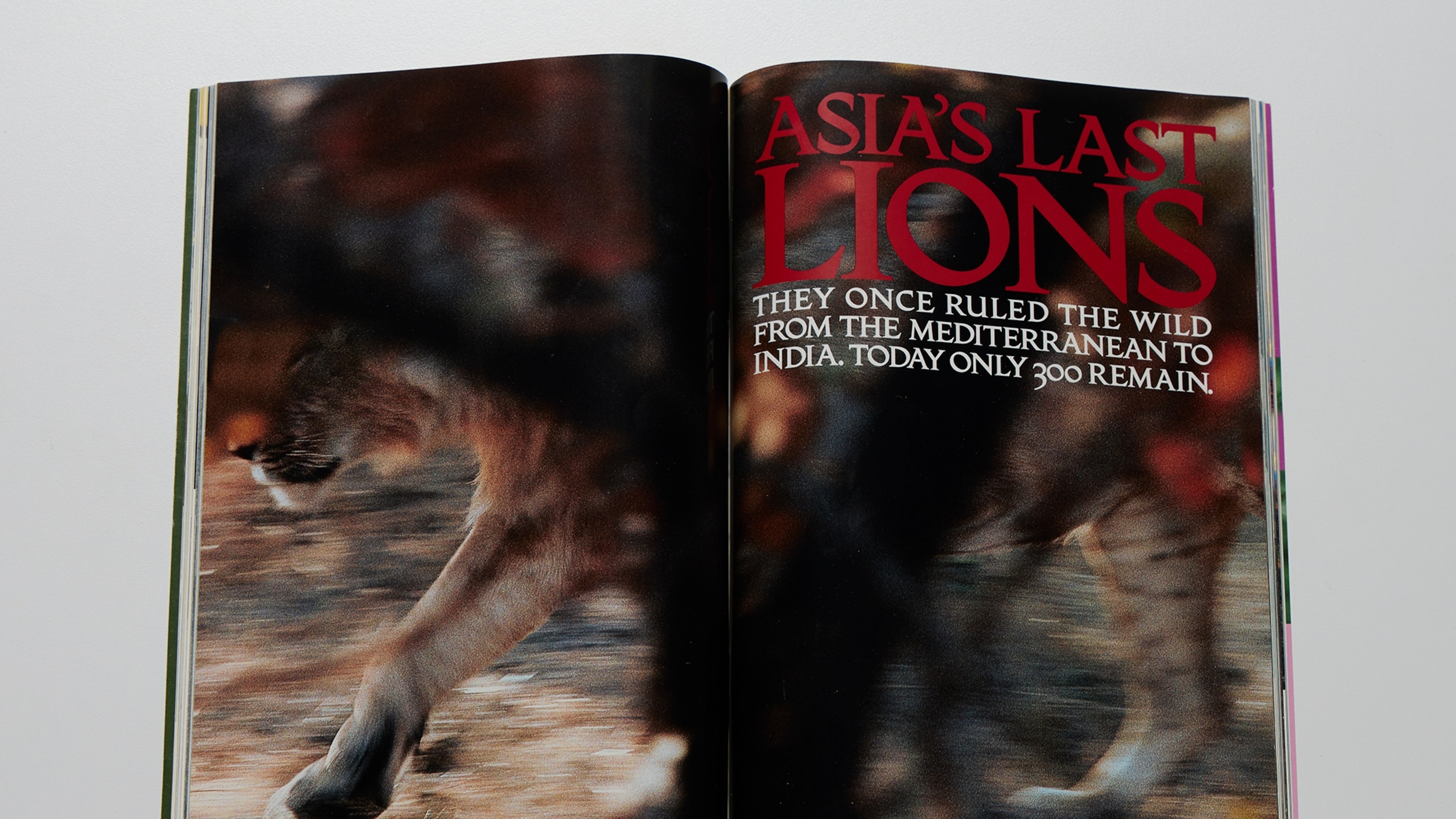 Iconic photos of Asia's last lions