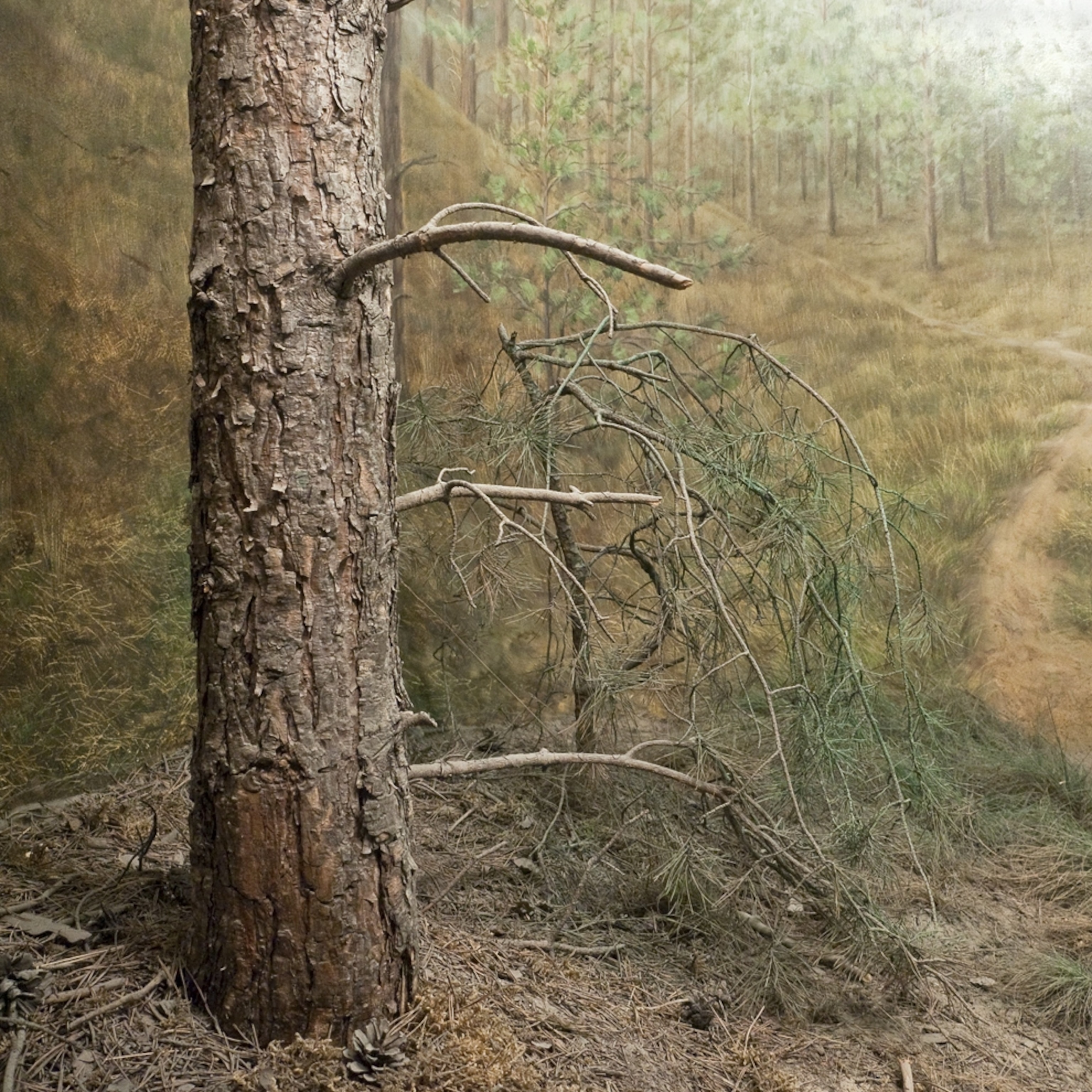 Tree picture: "Landscape" winner in the World Photography Awards 2011