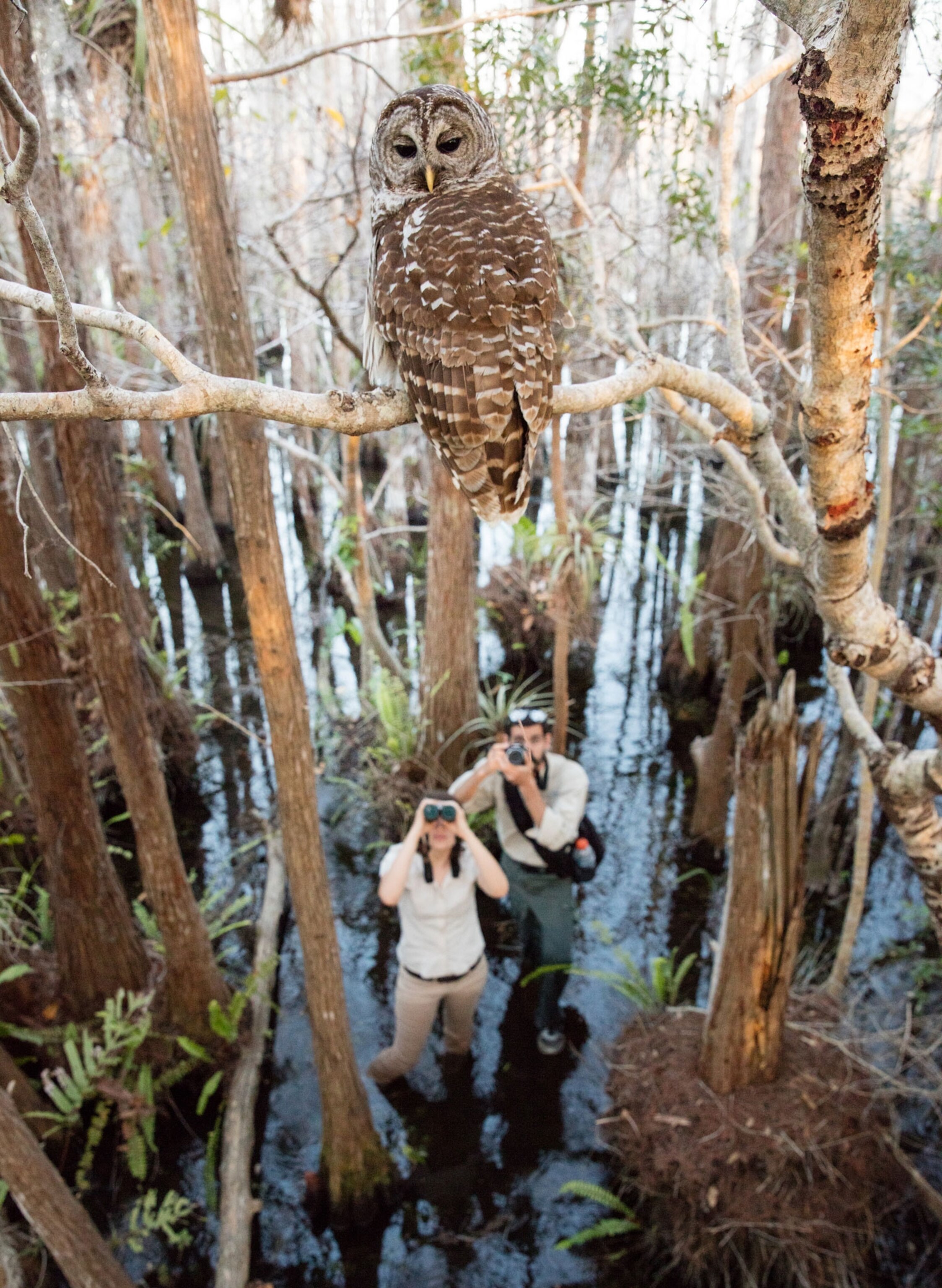 owl in Everglades National Park