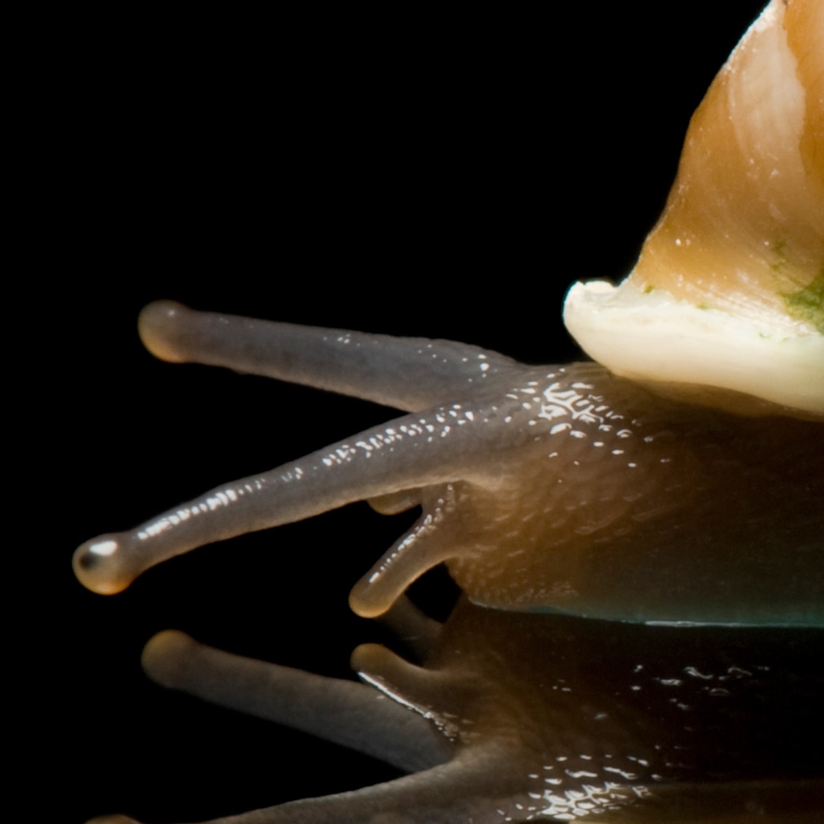 Partula snail, facts and photos