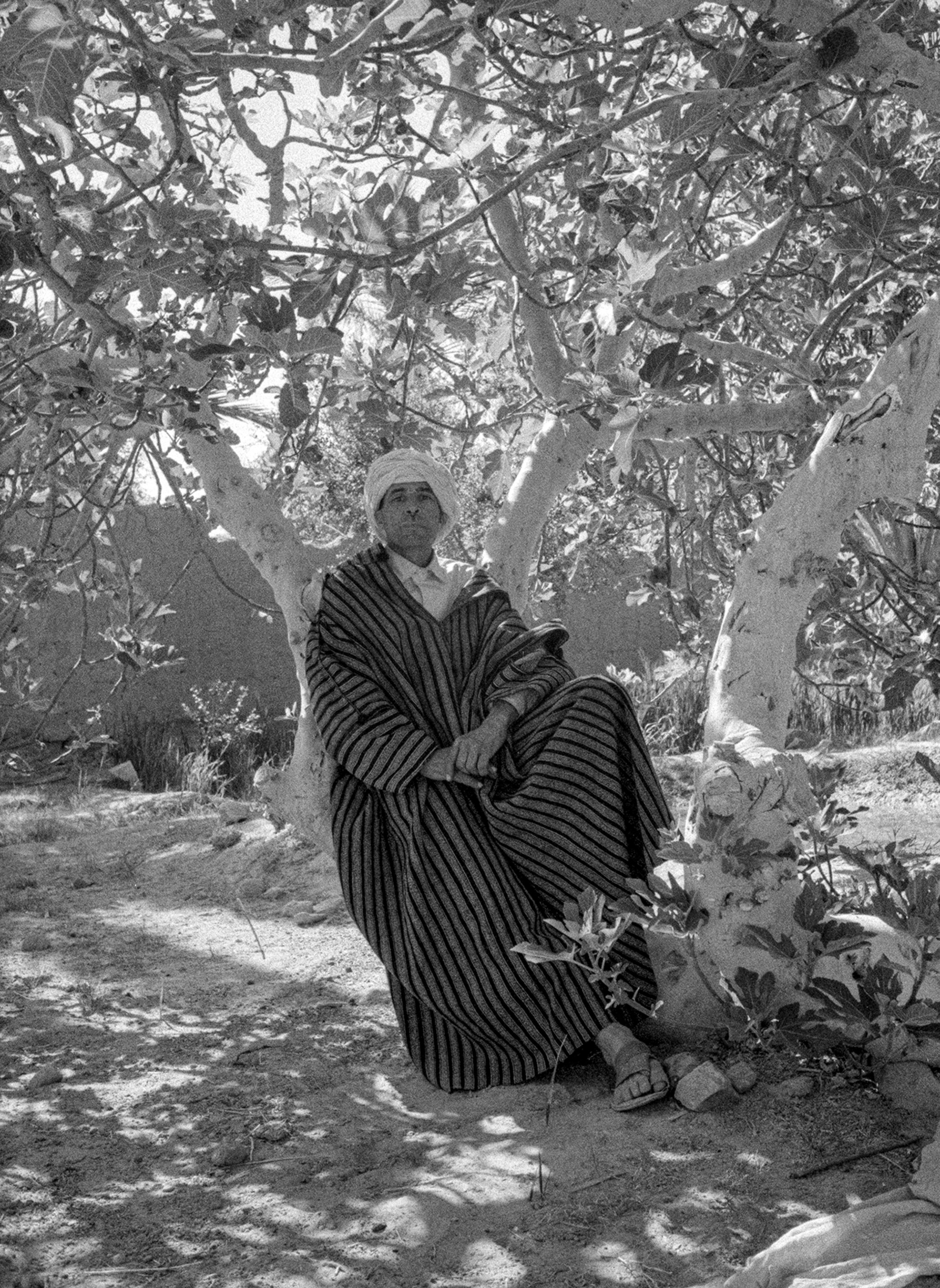 A man sits in a tree
