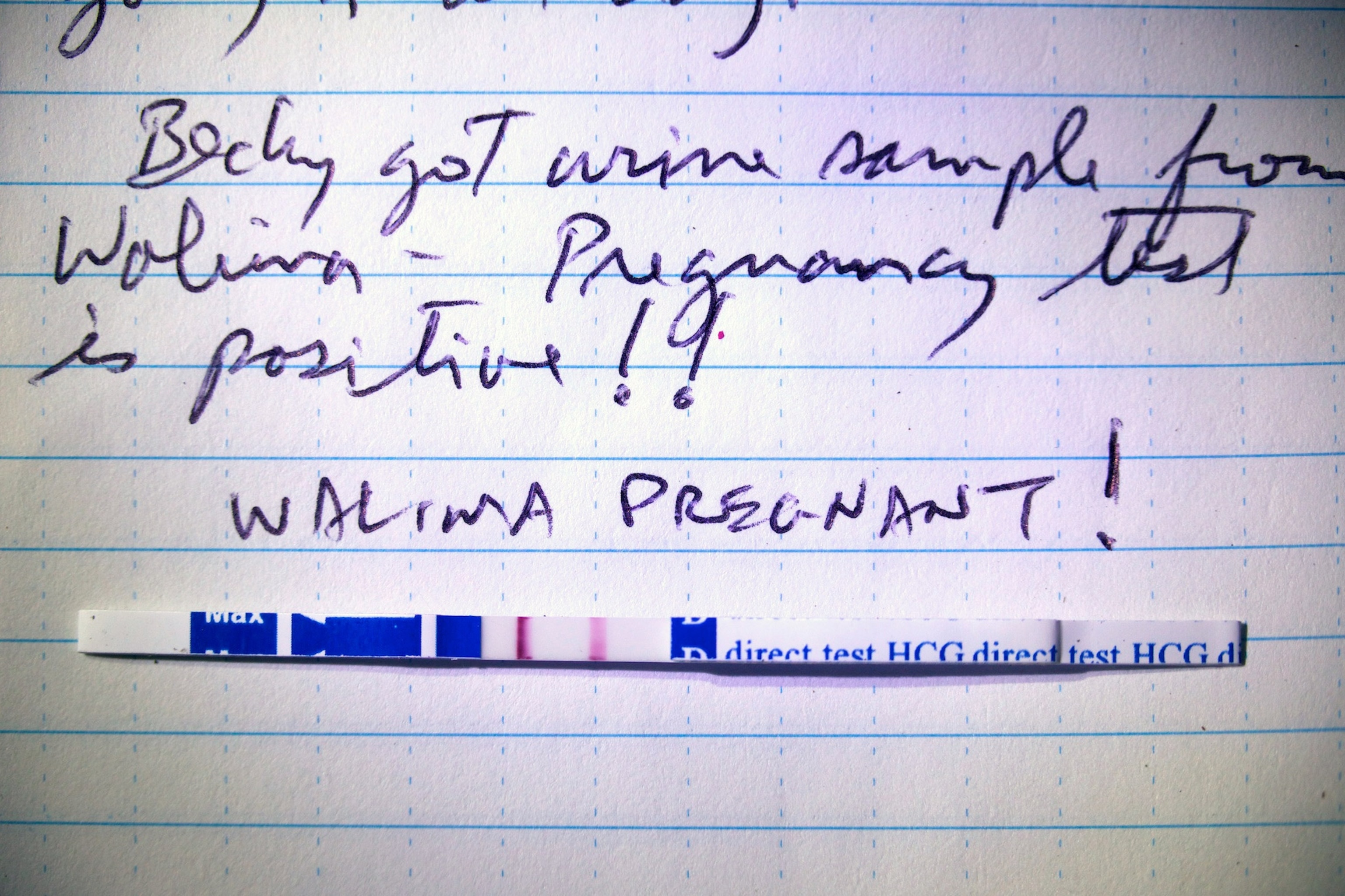 the positive pregnancy test of Walimah, a female orangutan Cheryl Knott has been researching