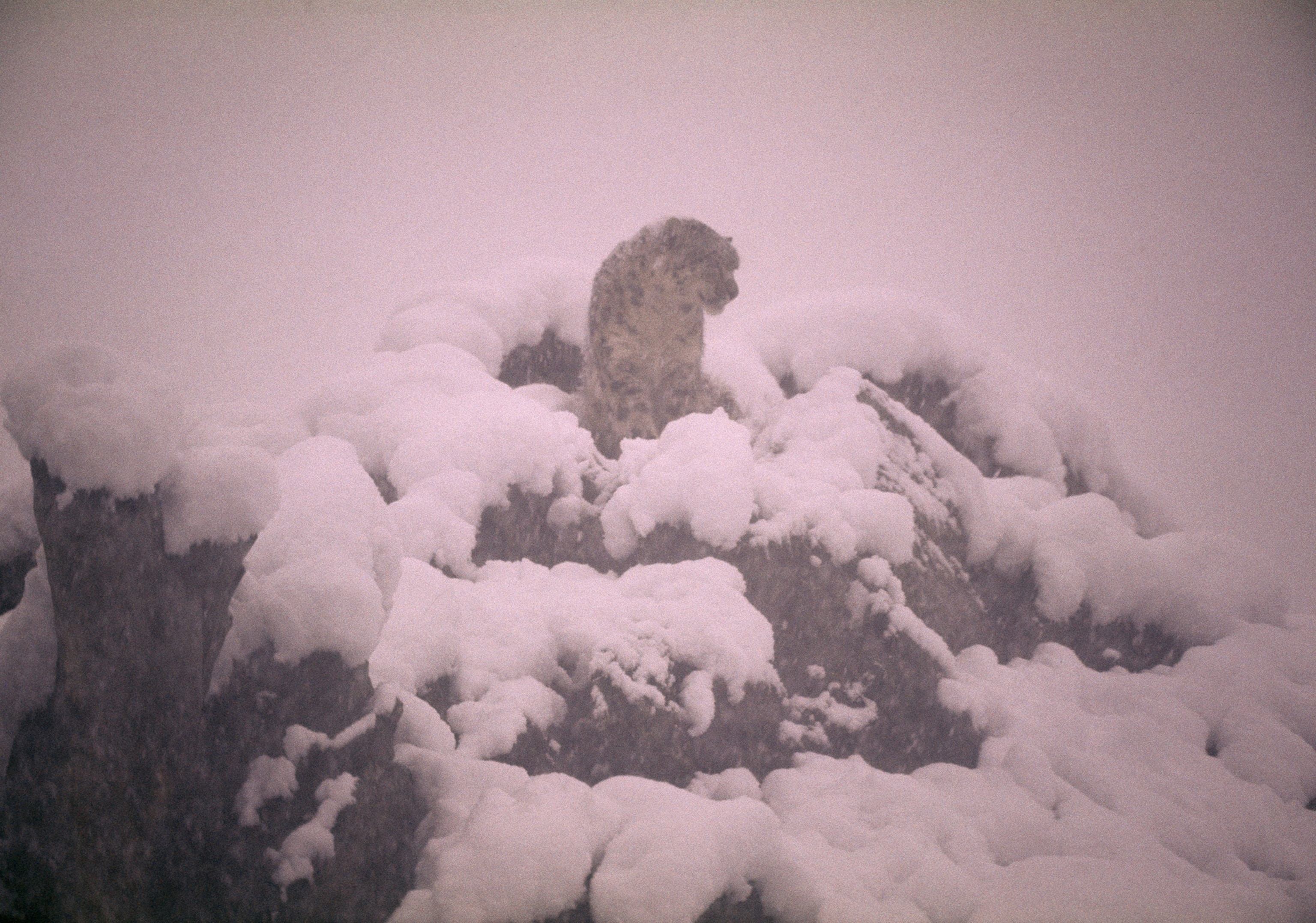 Elusive snow leopard on rugged snow covered cliff in swirling snow.