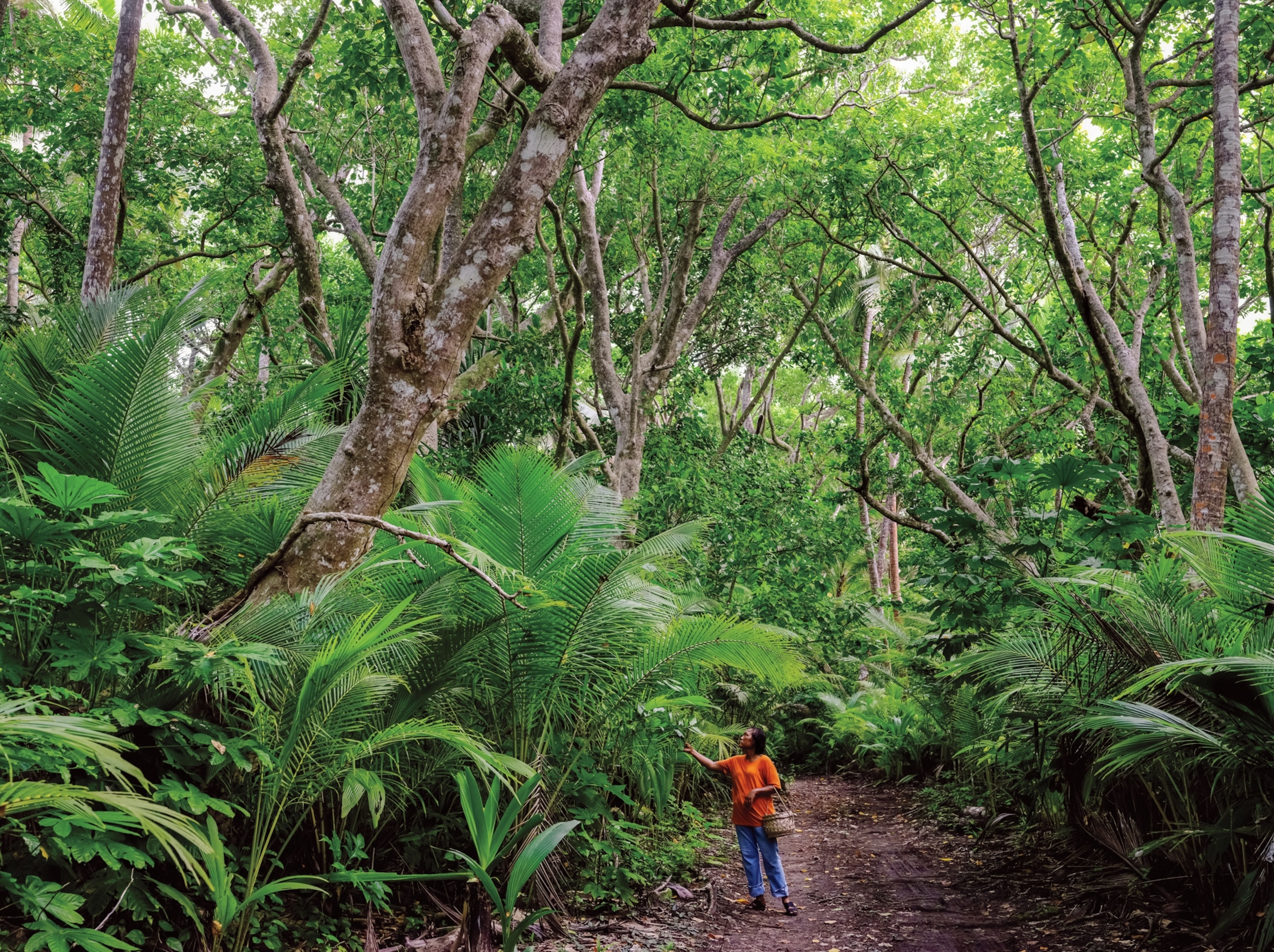 A woman wearing blue pants and an orange shirt stands on a path in a large green forest. She is carrying a basket and examining a plant to the right of her.