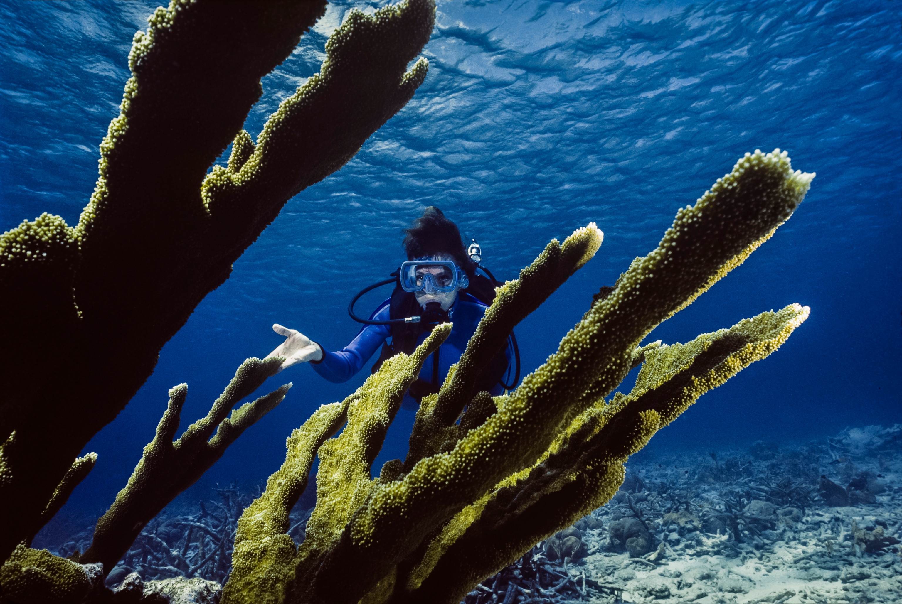 Dr. Sylvia Earle explores elkhorn coral near the island of Bonaire in the Caribbean.
