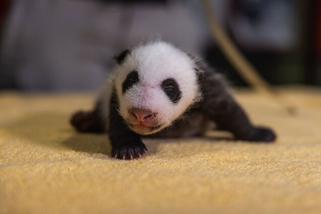 Born Blind Pink And Entirely Helpless Here S How Giant Pandas Grow Up