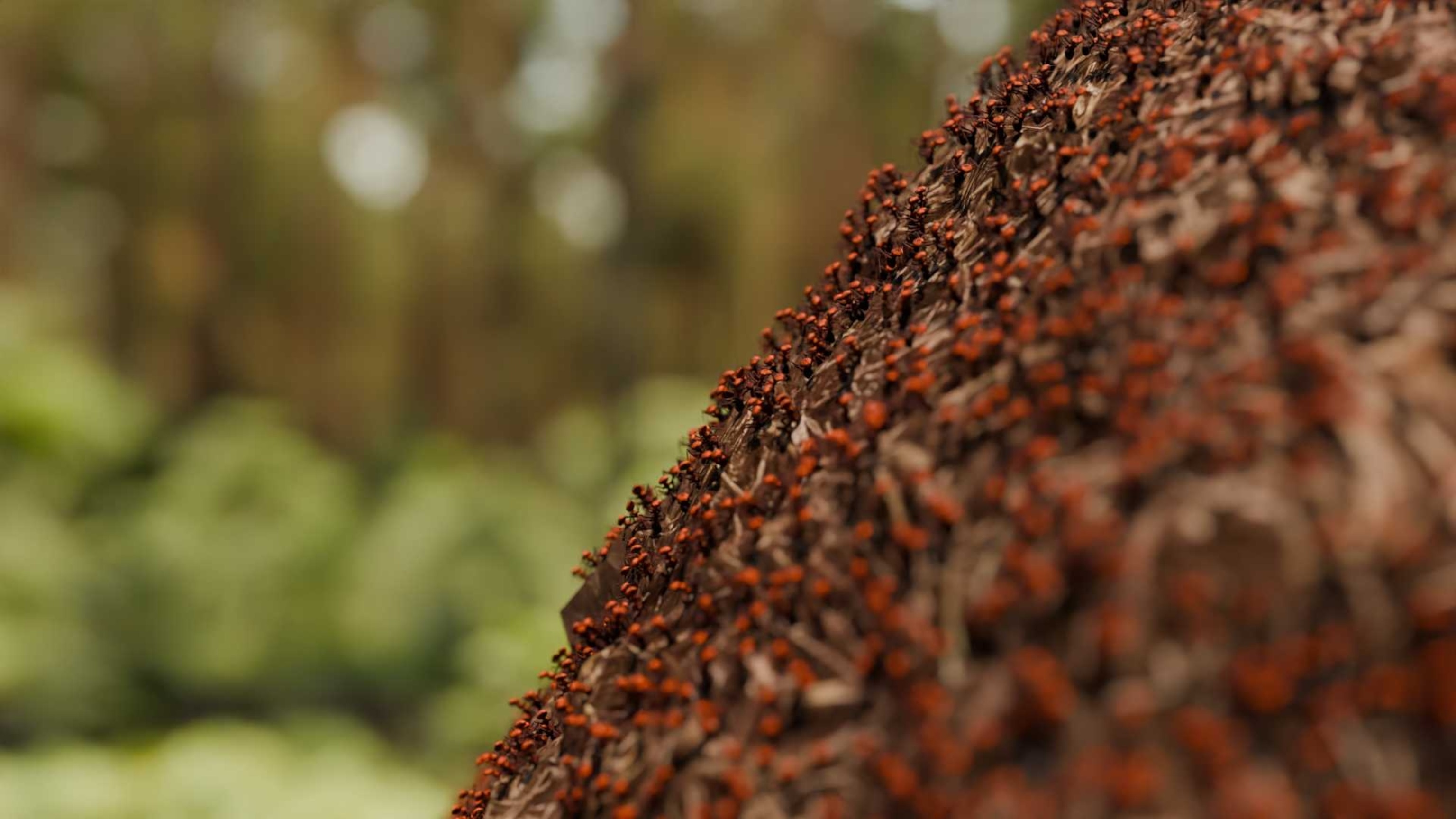 Inside the ant colony: the survival of wood ants