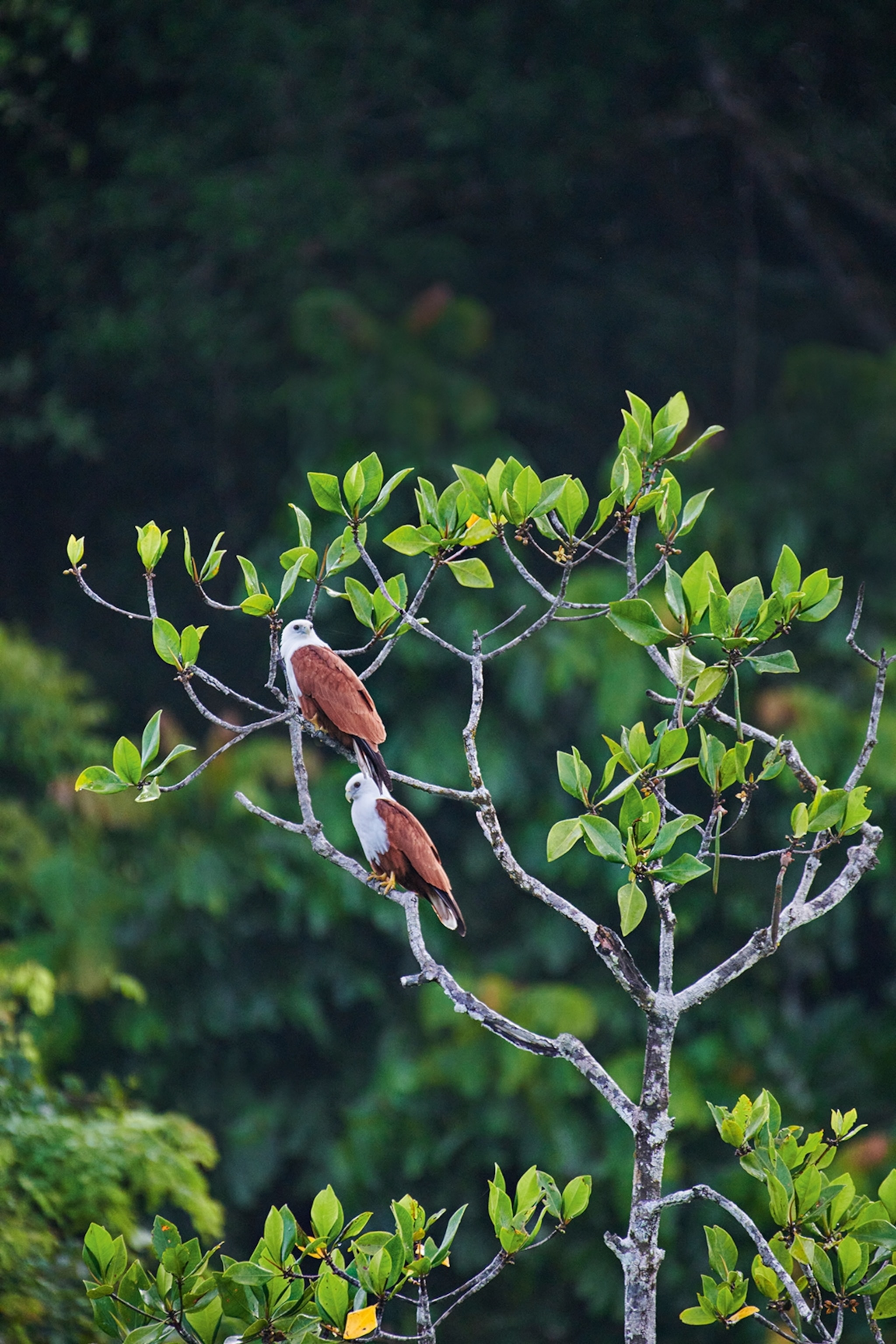 A close-up shot of small eagles on a tree branch.