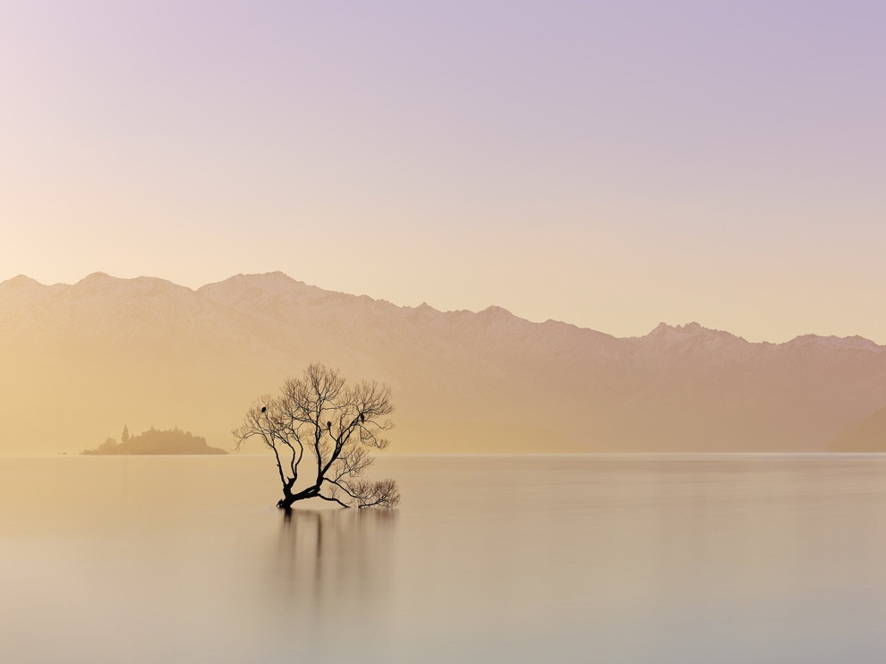 a tree standing in Lake Wanaka, Otago, New Zealand