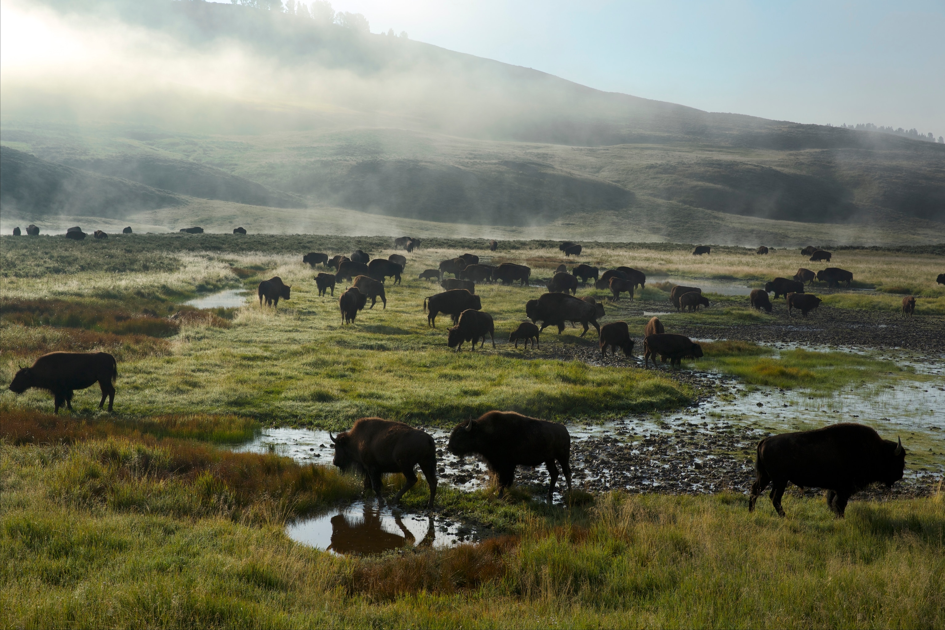 A herd of bison in Yellowstone National Park’s Hayden Valley.