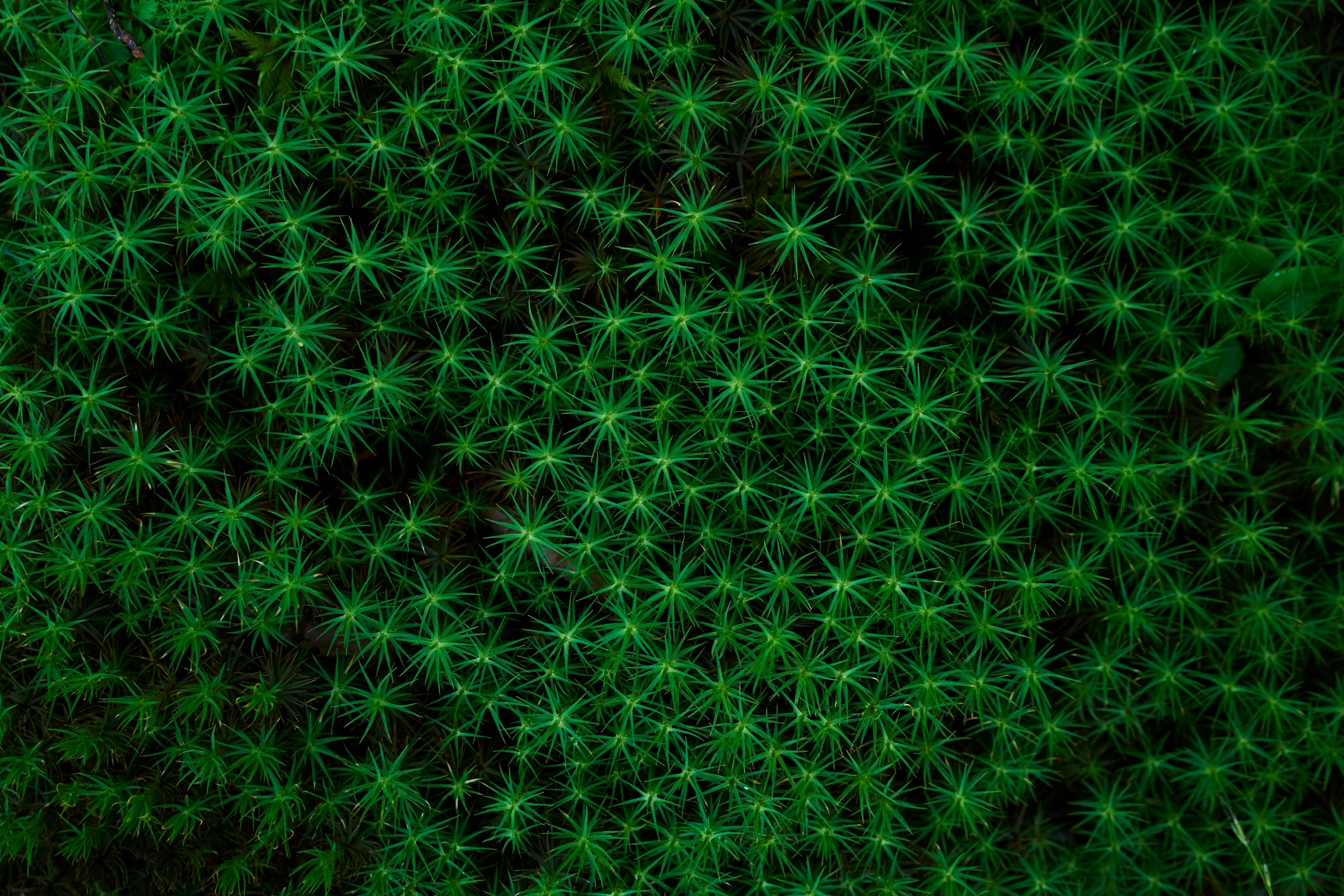 Image of picturesque parkland in Japan