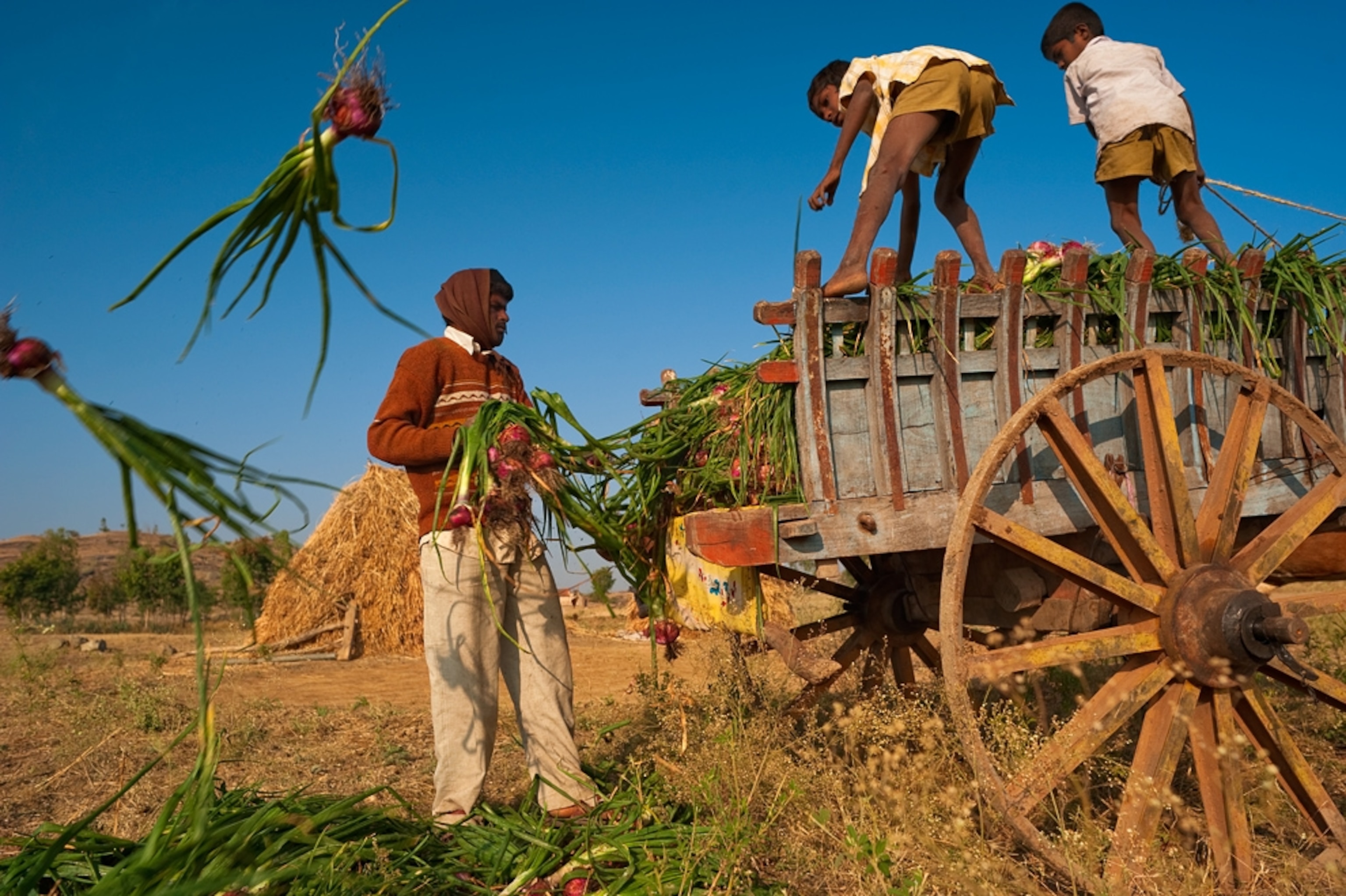 Farmers grow onions.