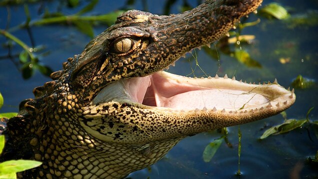 Croc Jaws More Sensitive Than Human Fingertips