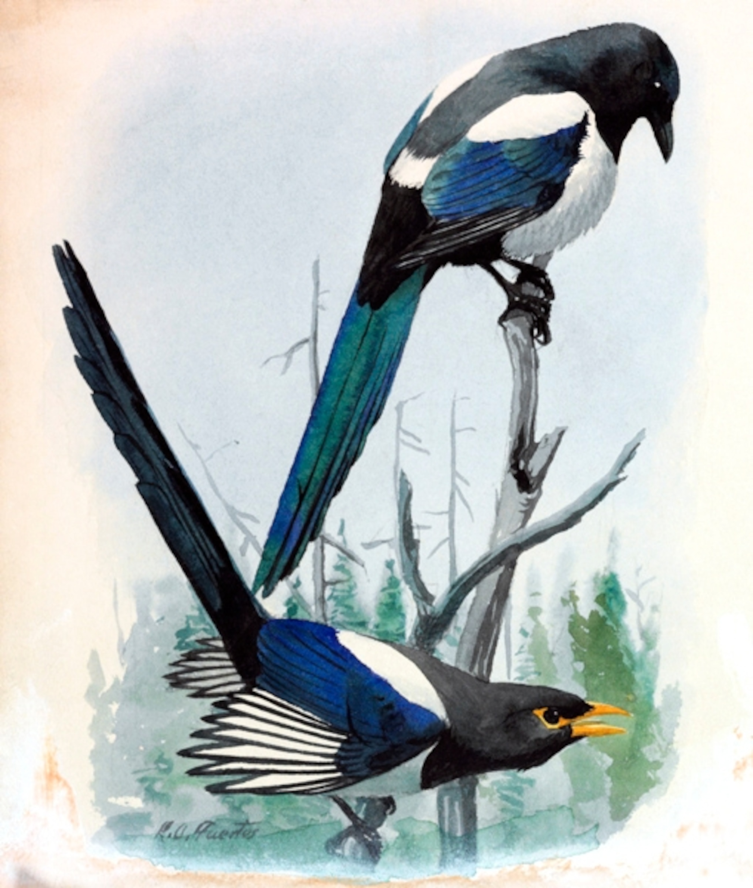 Illustration: Perched black-billed and yellow-billed magpies