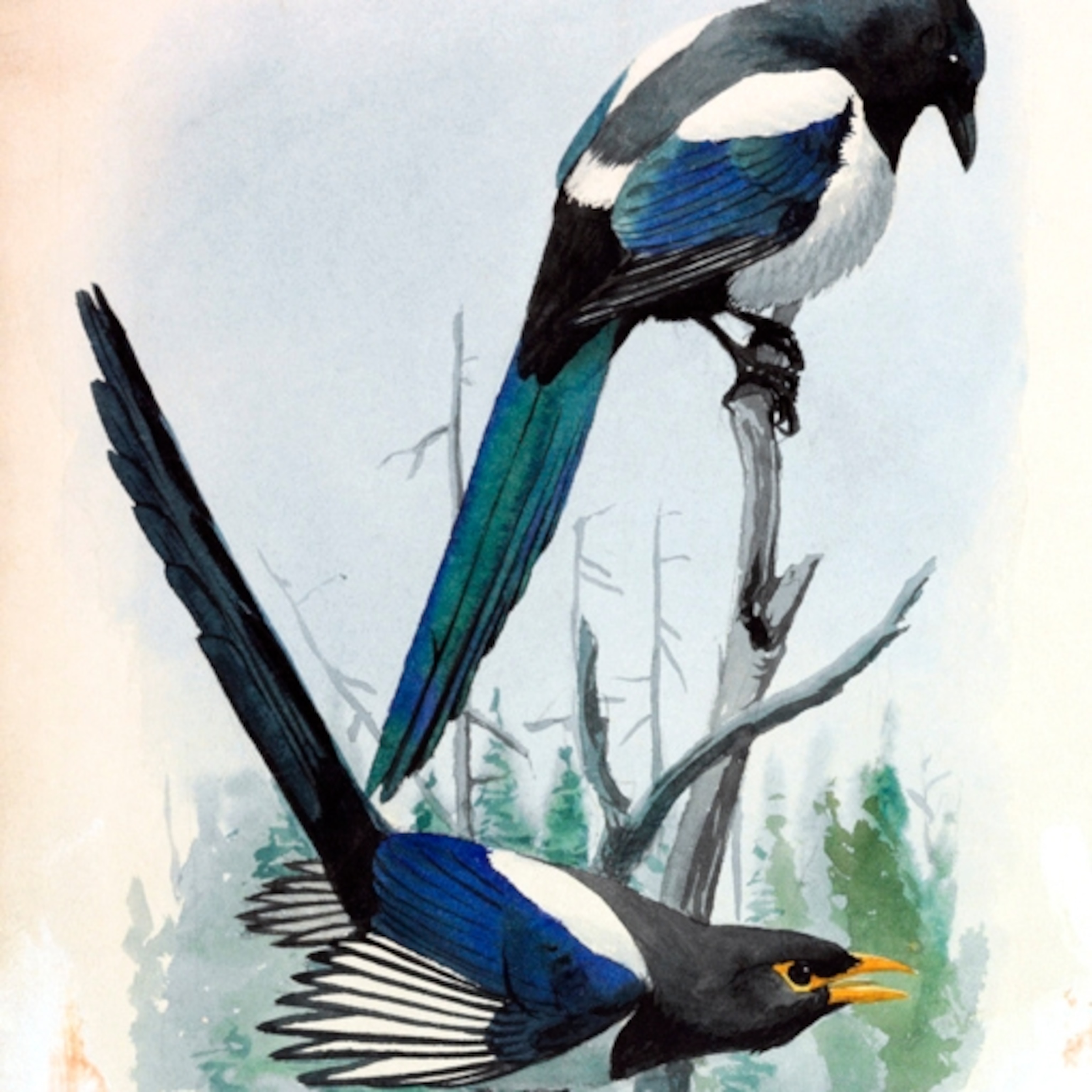 6000 Gambar Burung Kacer Kartun Gratis Terbaik