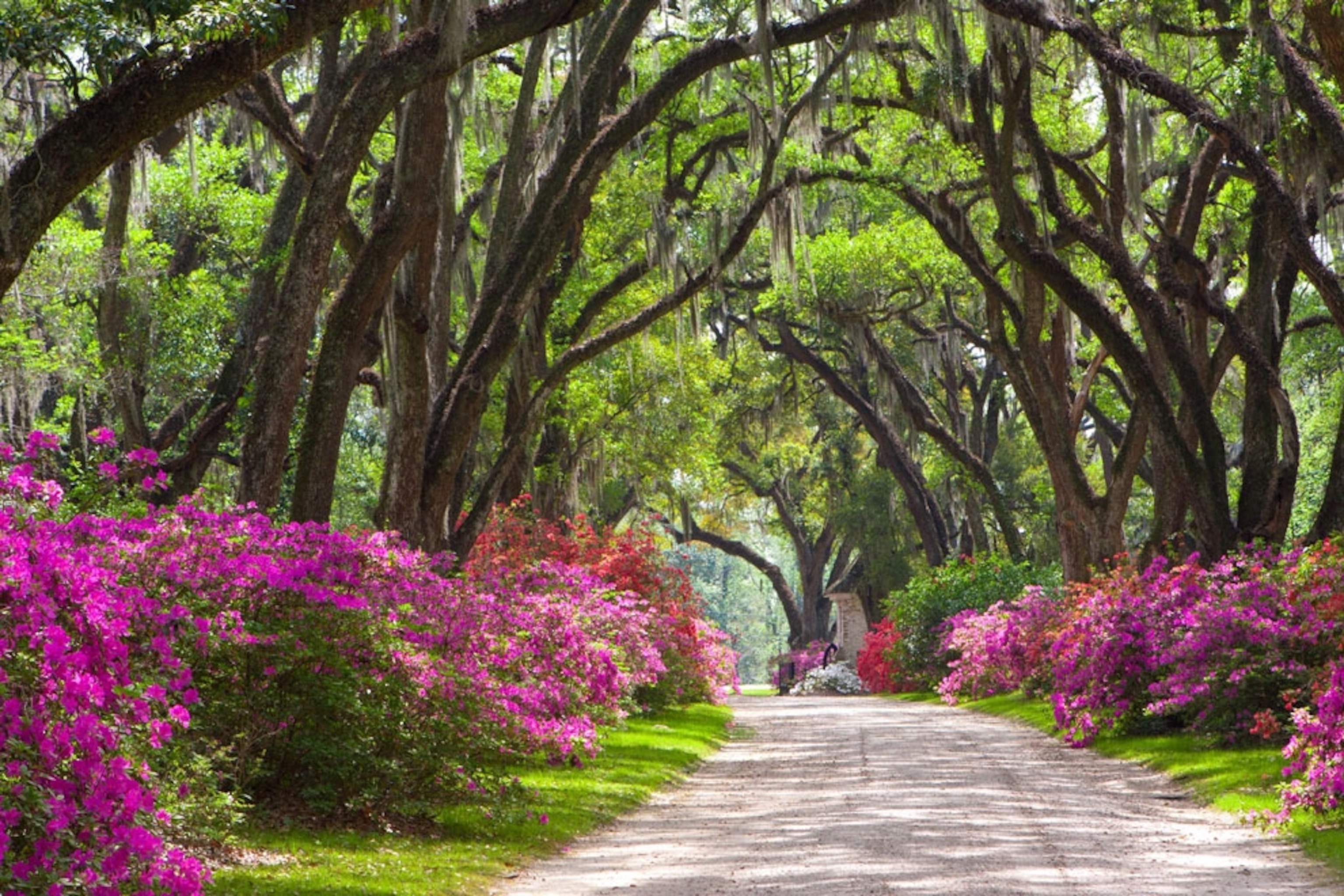 Trees over a roadway in South Louisiana