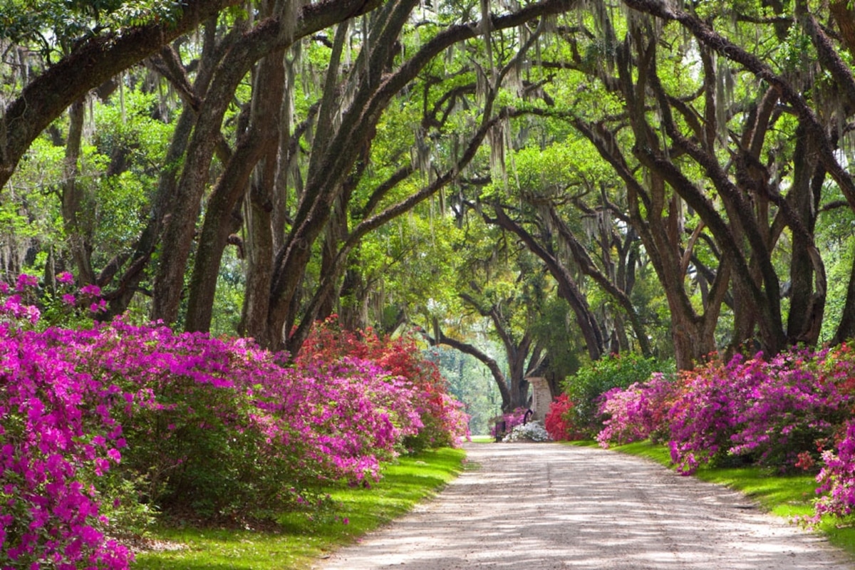 Your Louisiana Photos National Geographic